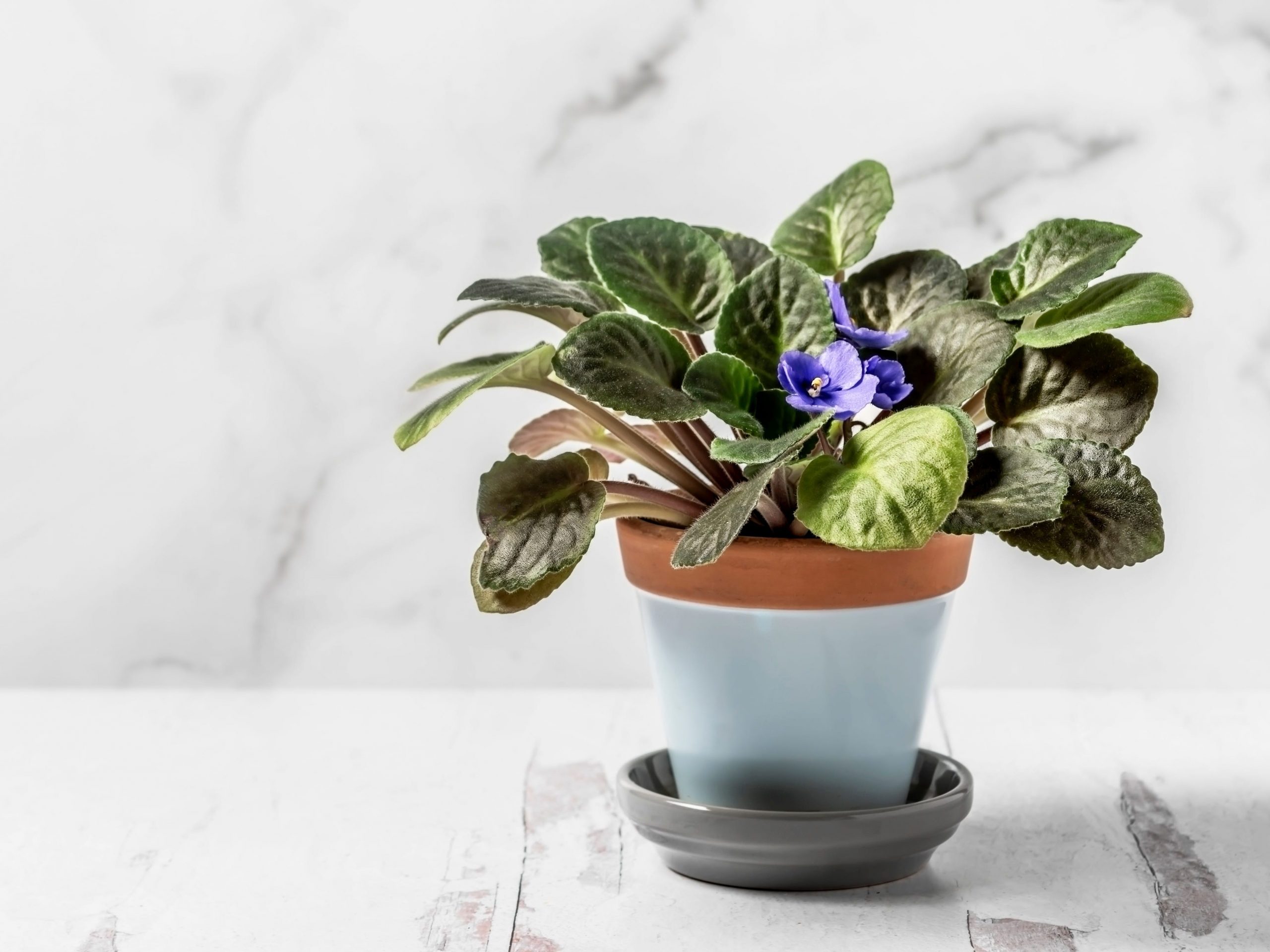 african violet houseplant in pot