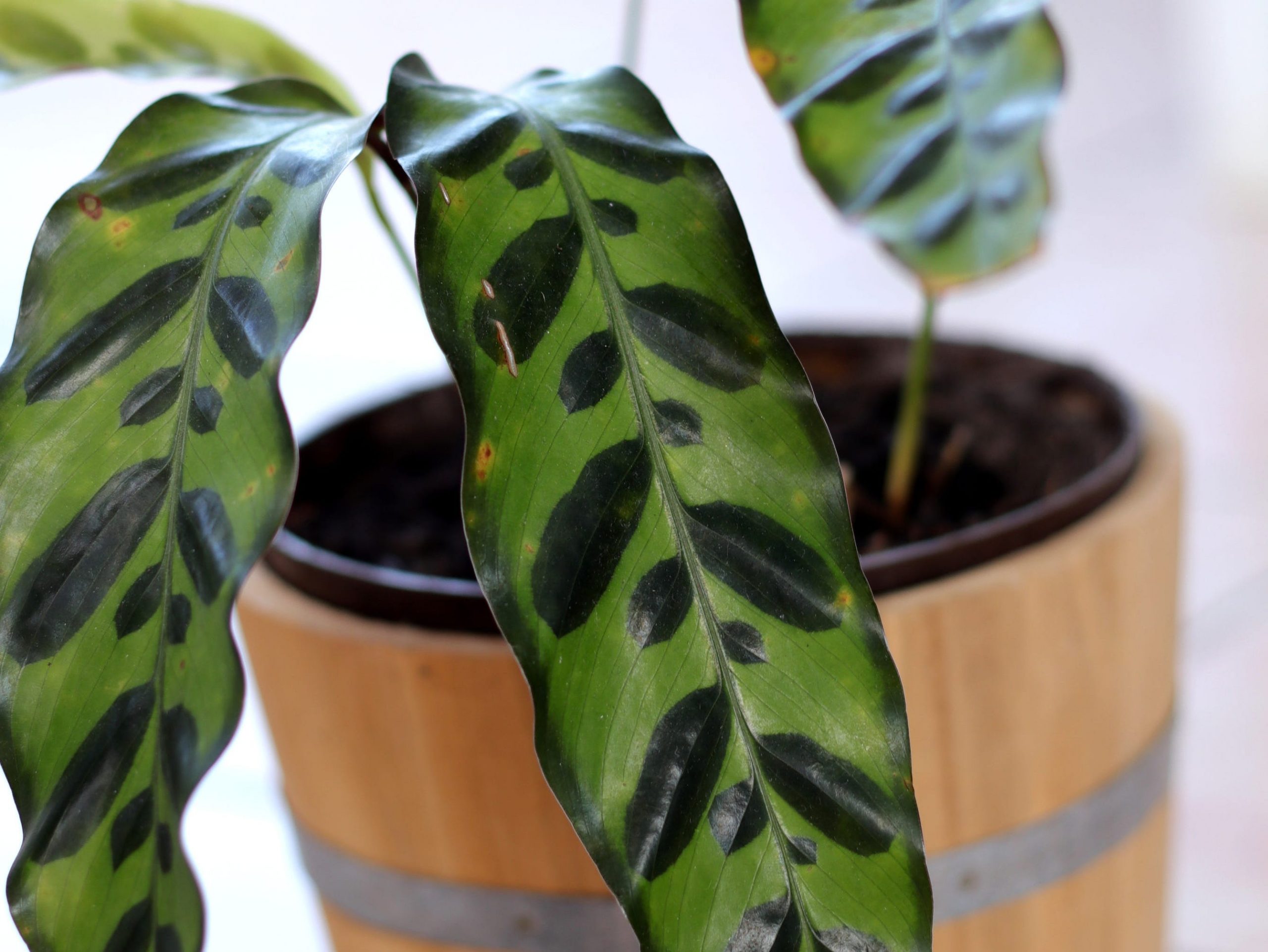 prayer plant in pot