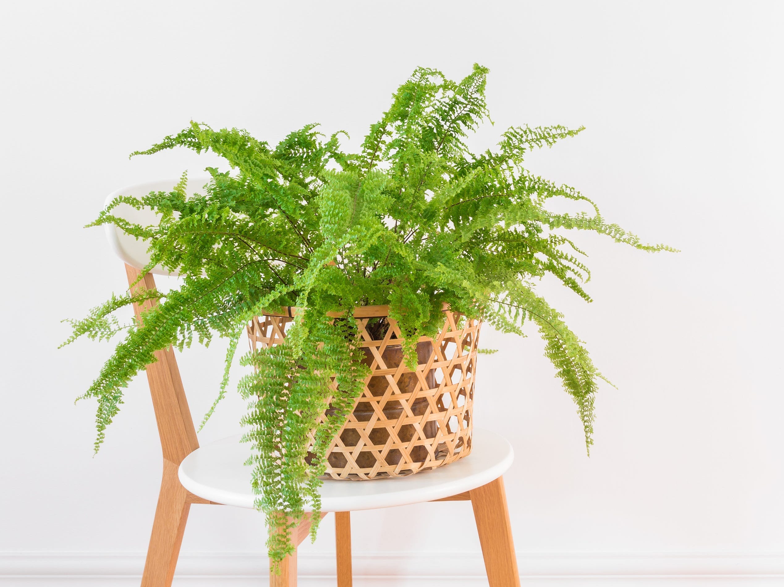 boston fern in pot