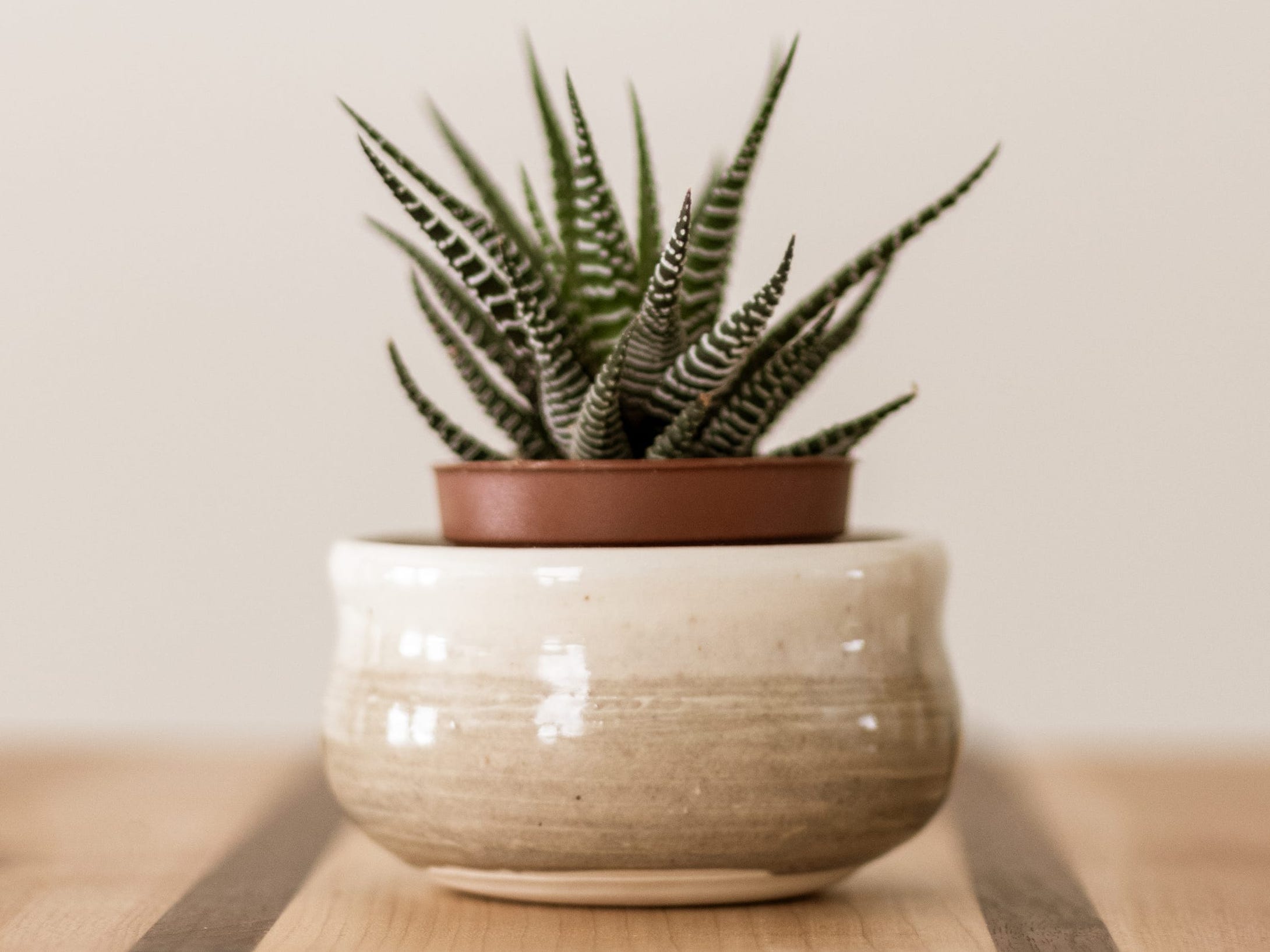 haworthia succulent in pot