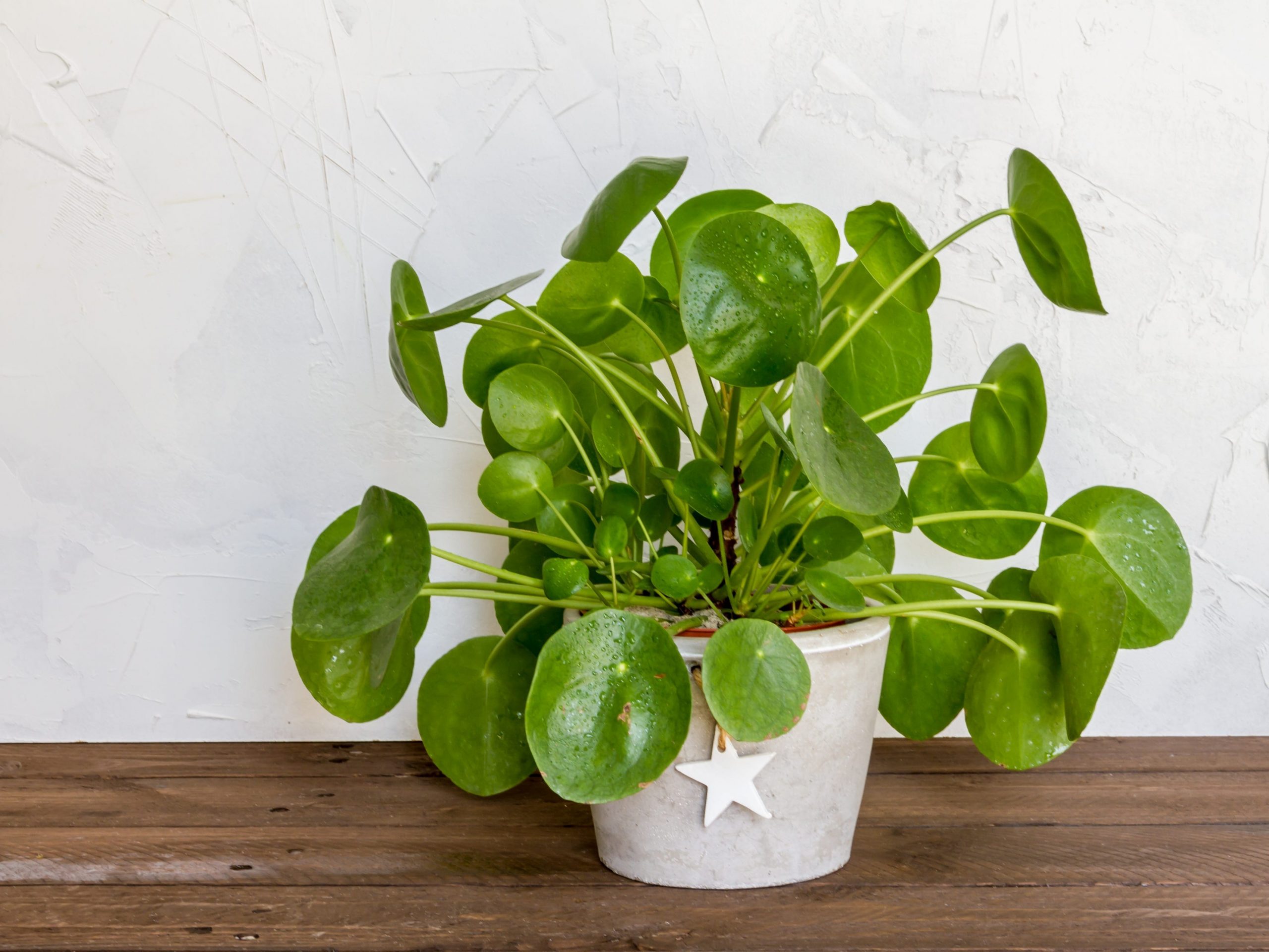 money plant in white pot