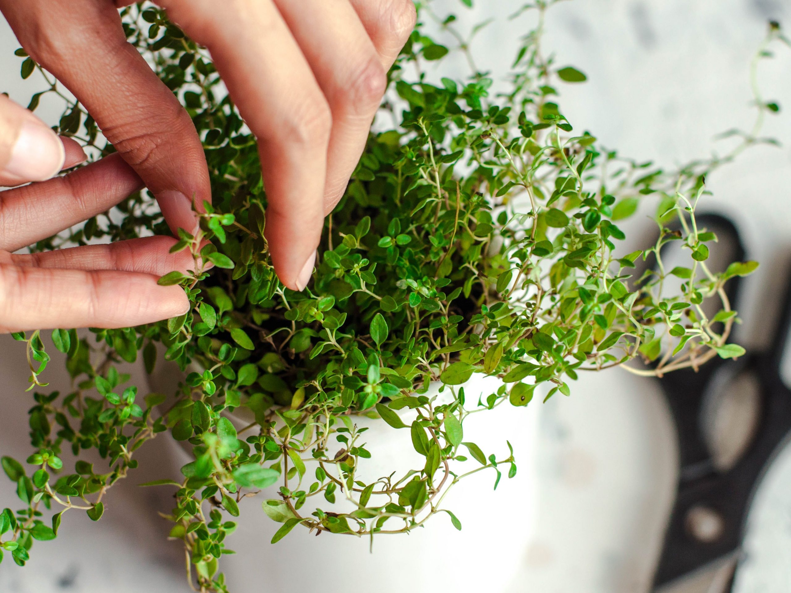 person taking care of thyme plant