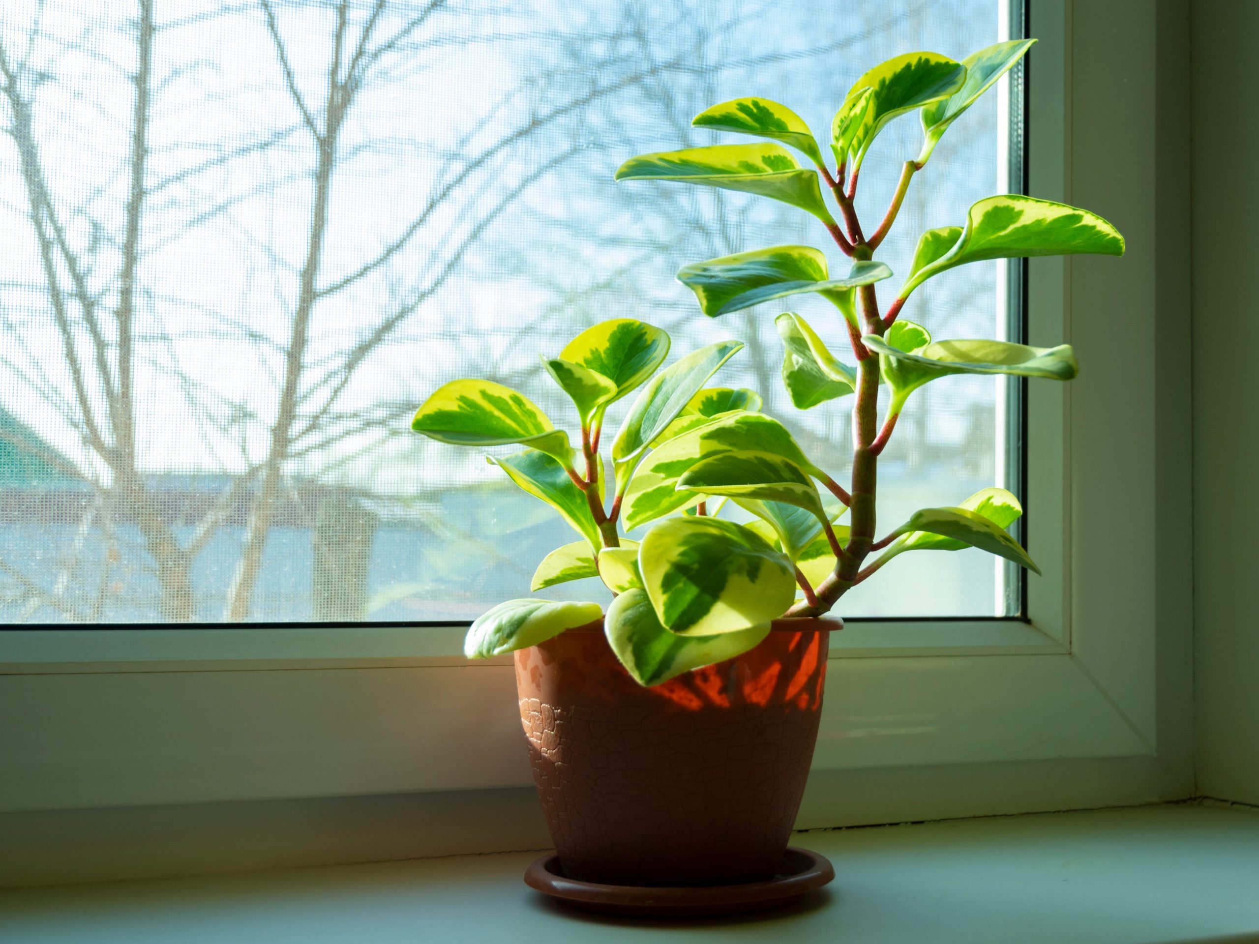 american rubber plant by window