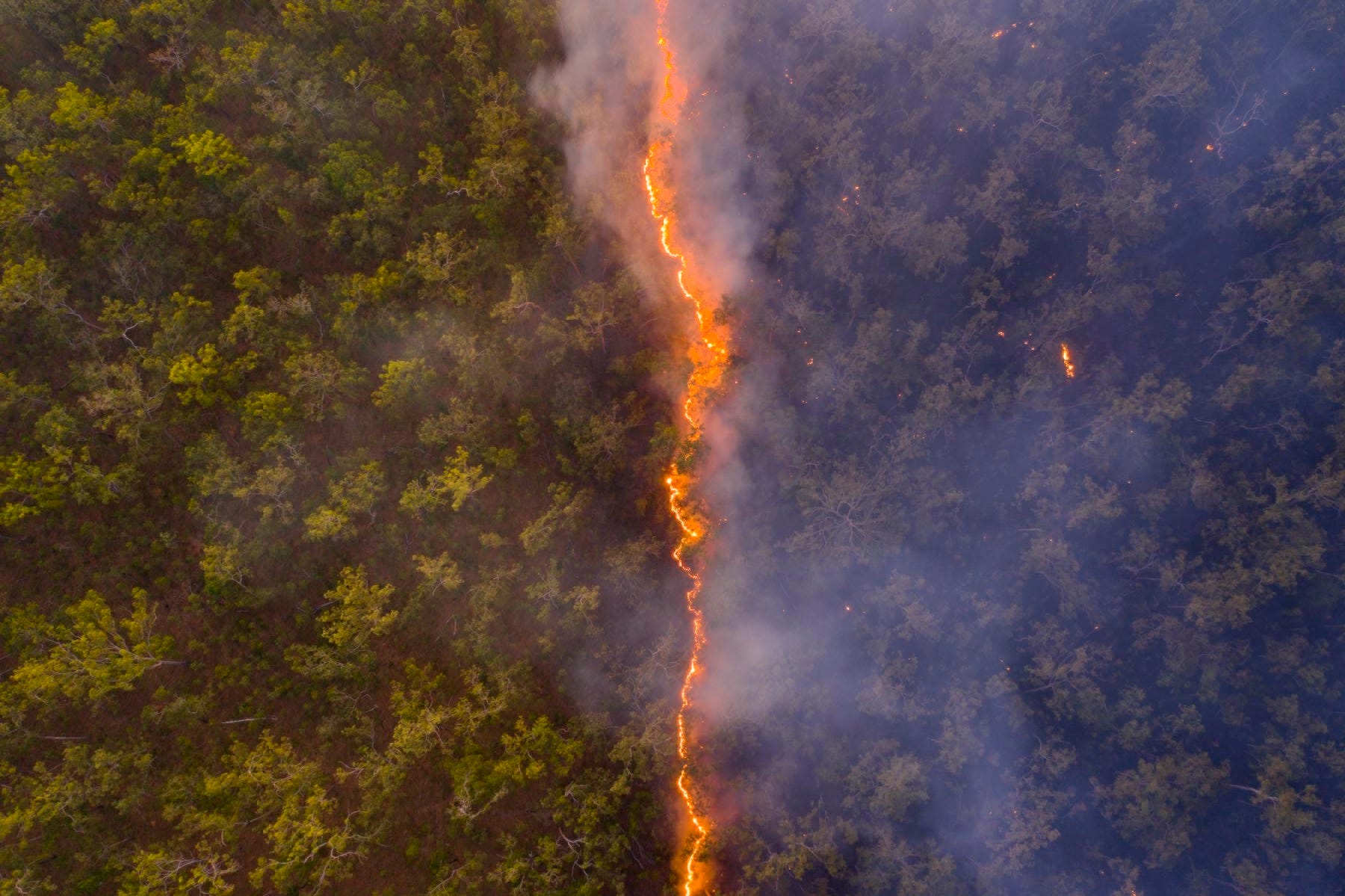 Robert Irwin, Wildlife Photographer of the Year