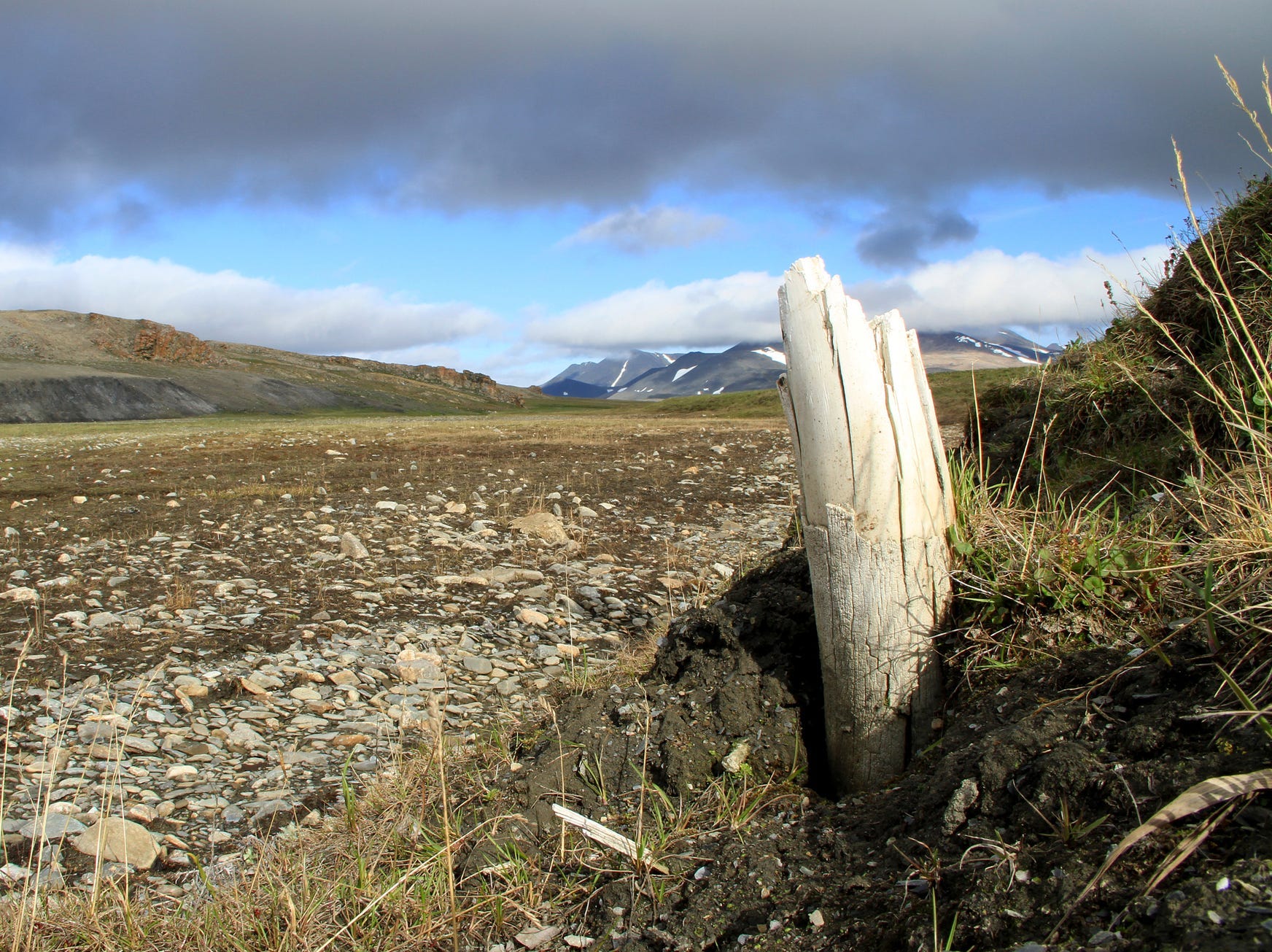 wooly mammoths siberia dna