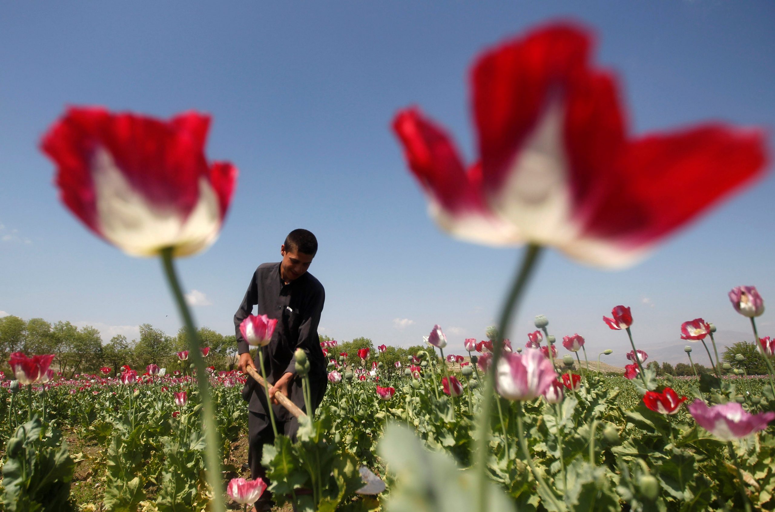 FILE PHOTO: An Afghan man works on a poppy field in Jalalabad province April 17, 2014. REUTERS/ Parwiz/File Photo