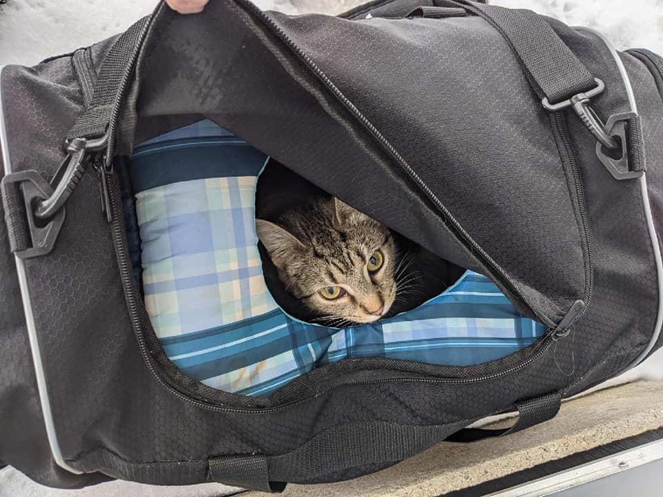 Cat in a bag