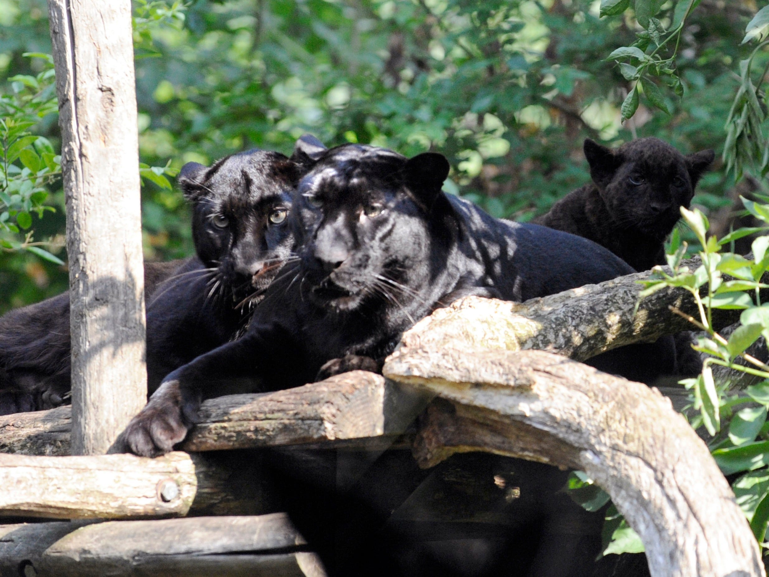 black panthers