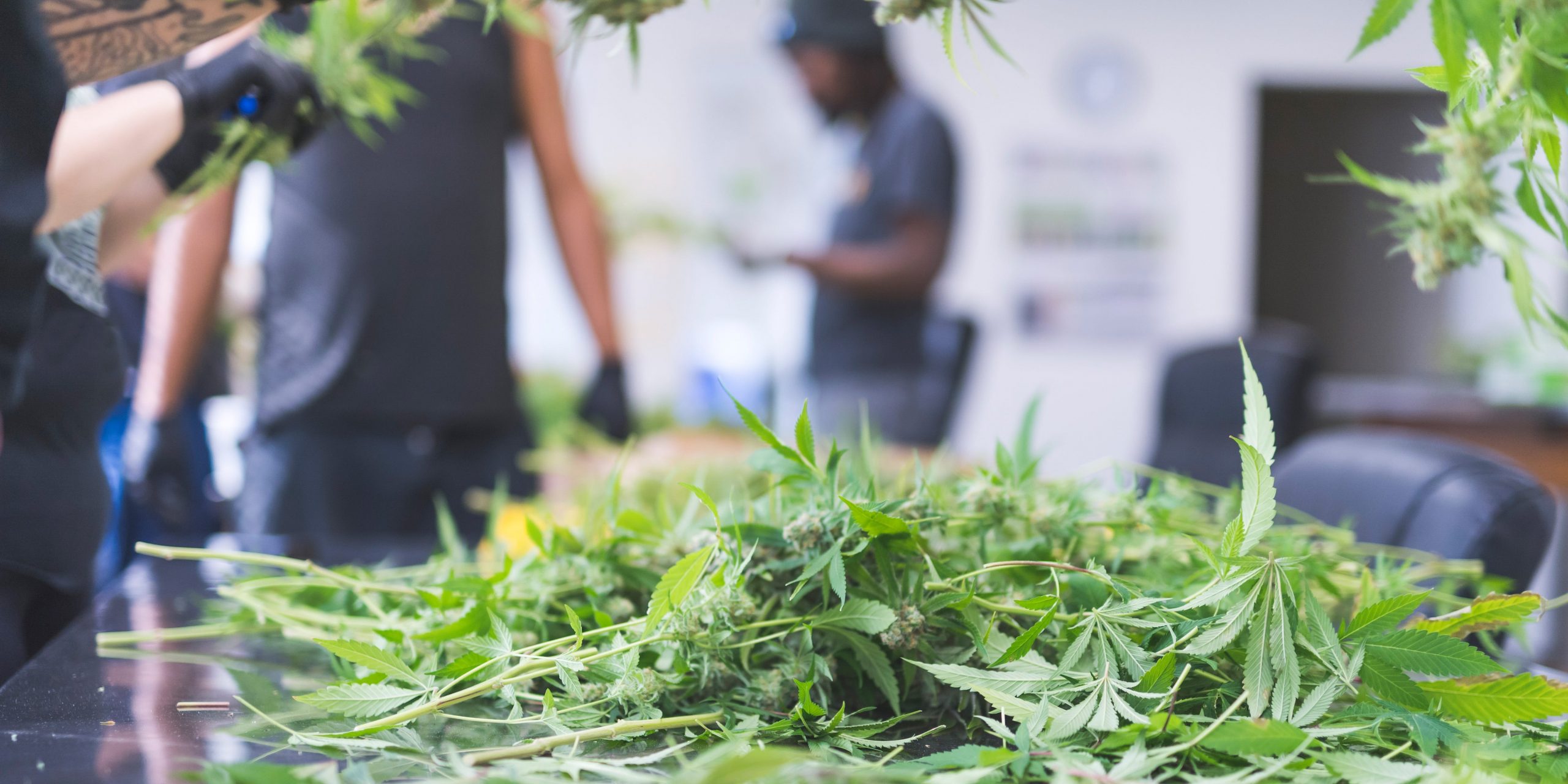 Cannabis marijuana pruned