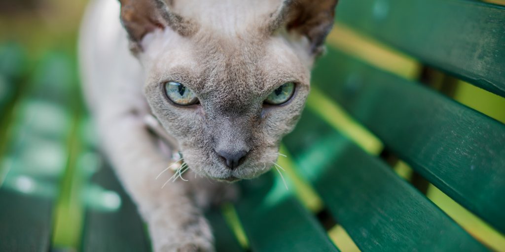 Een kat besluipt zijn prooi en kijkt in de camera