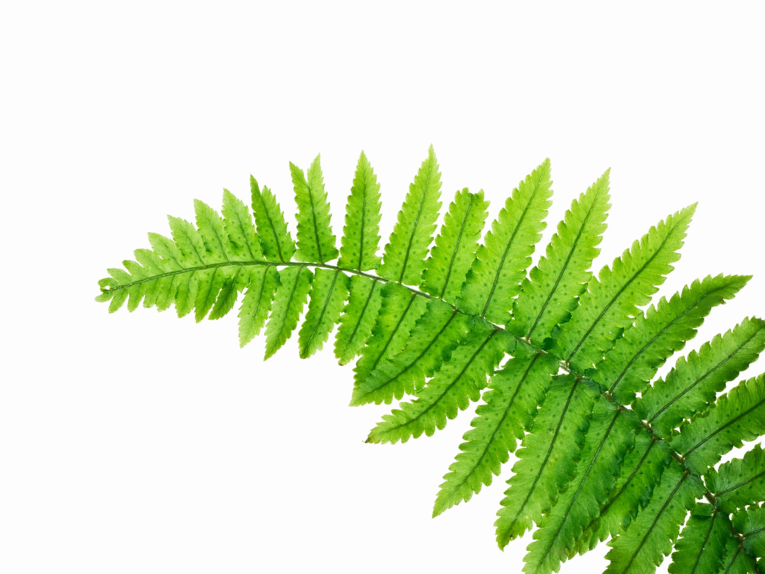 Fern