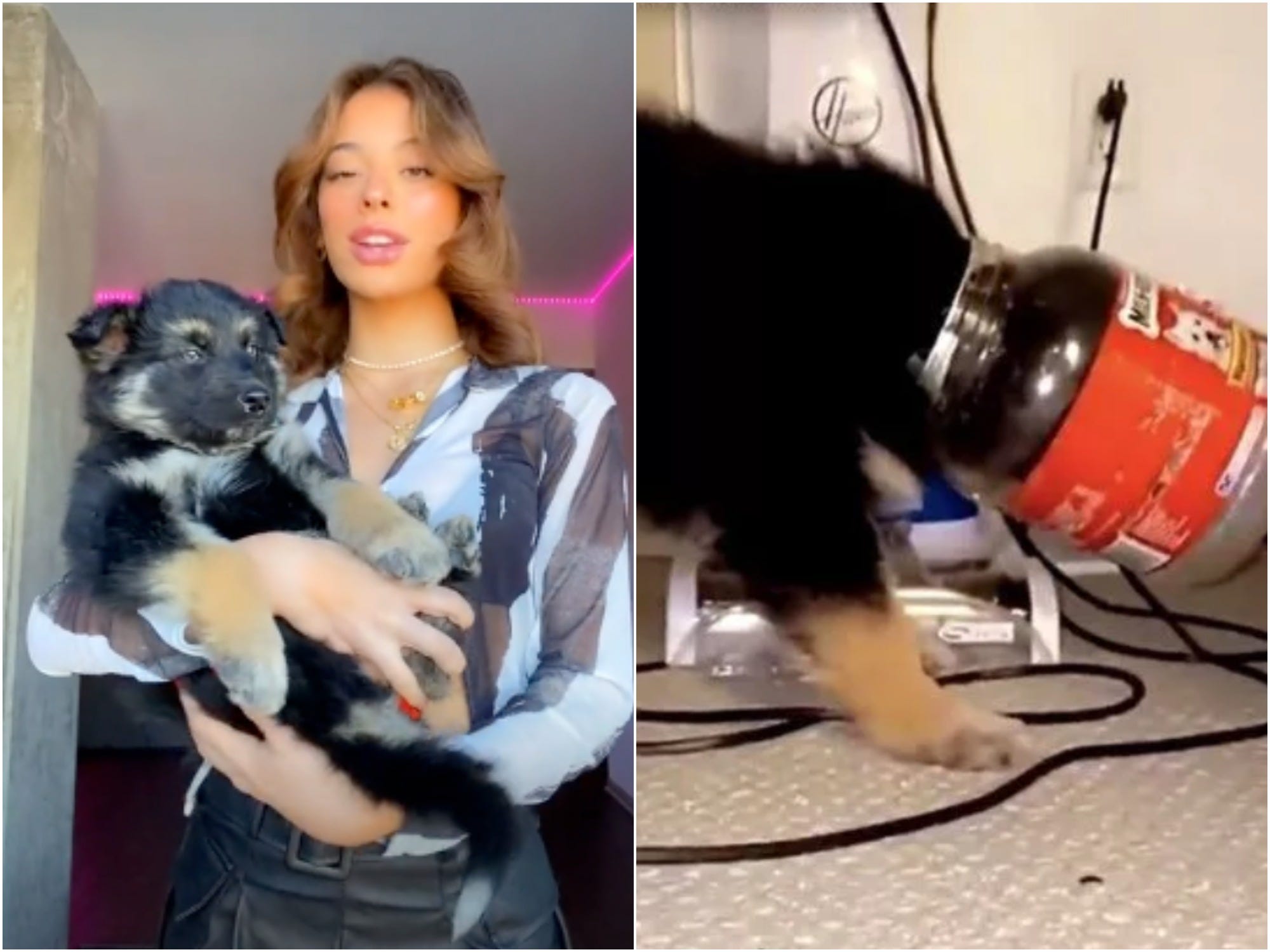 TikToker puppy