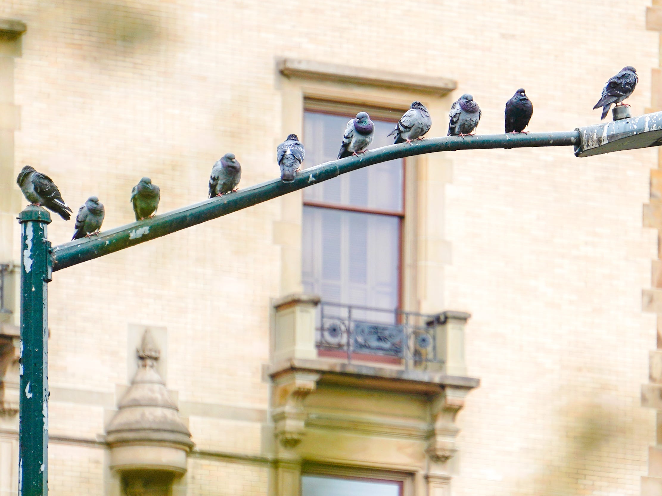 pigeon city