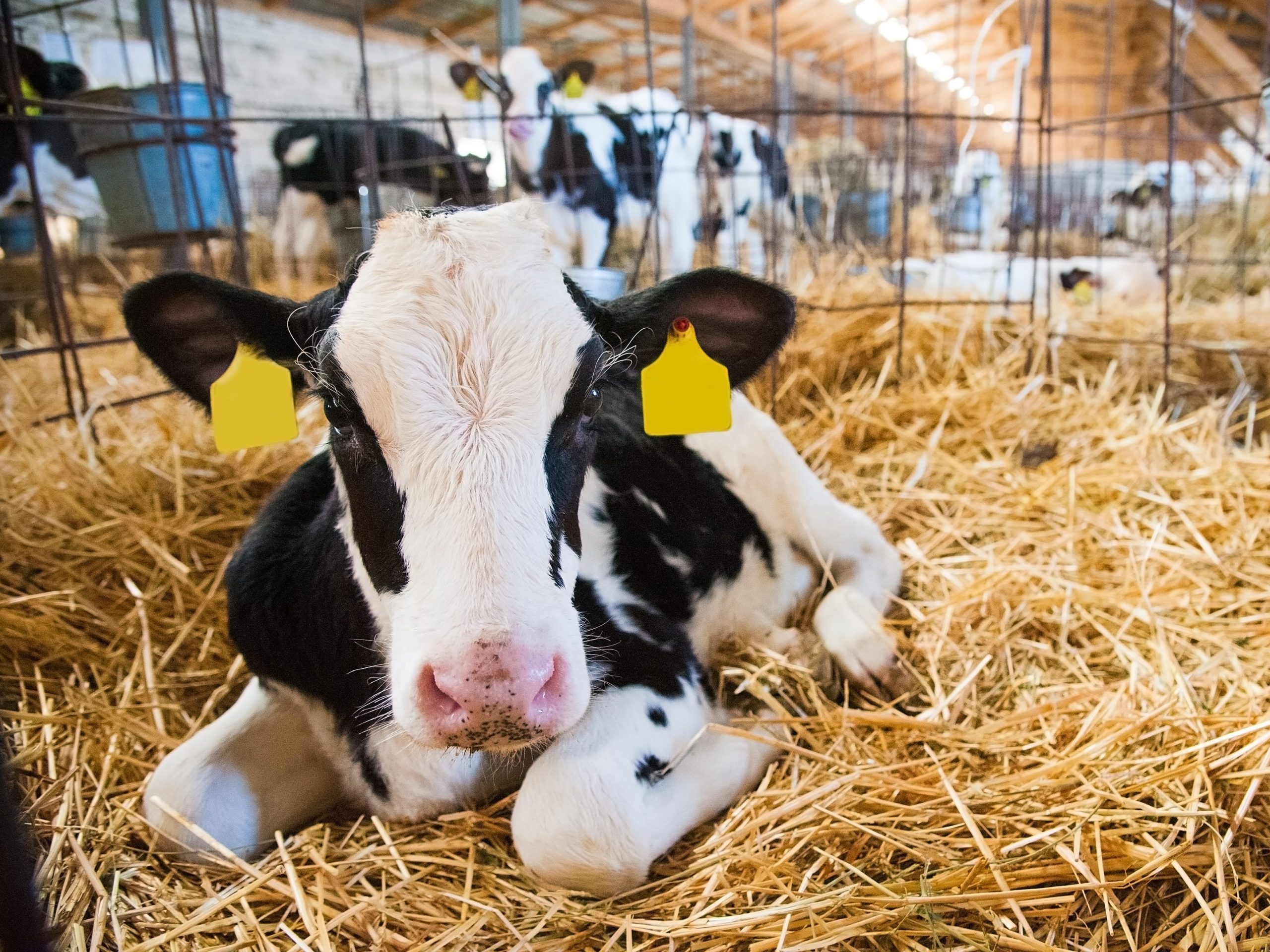 A cow resting on hay. Cattle embryos have been found to be securities in the past.