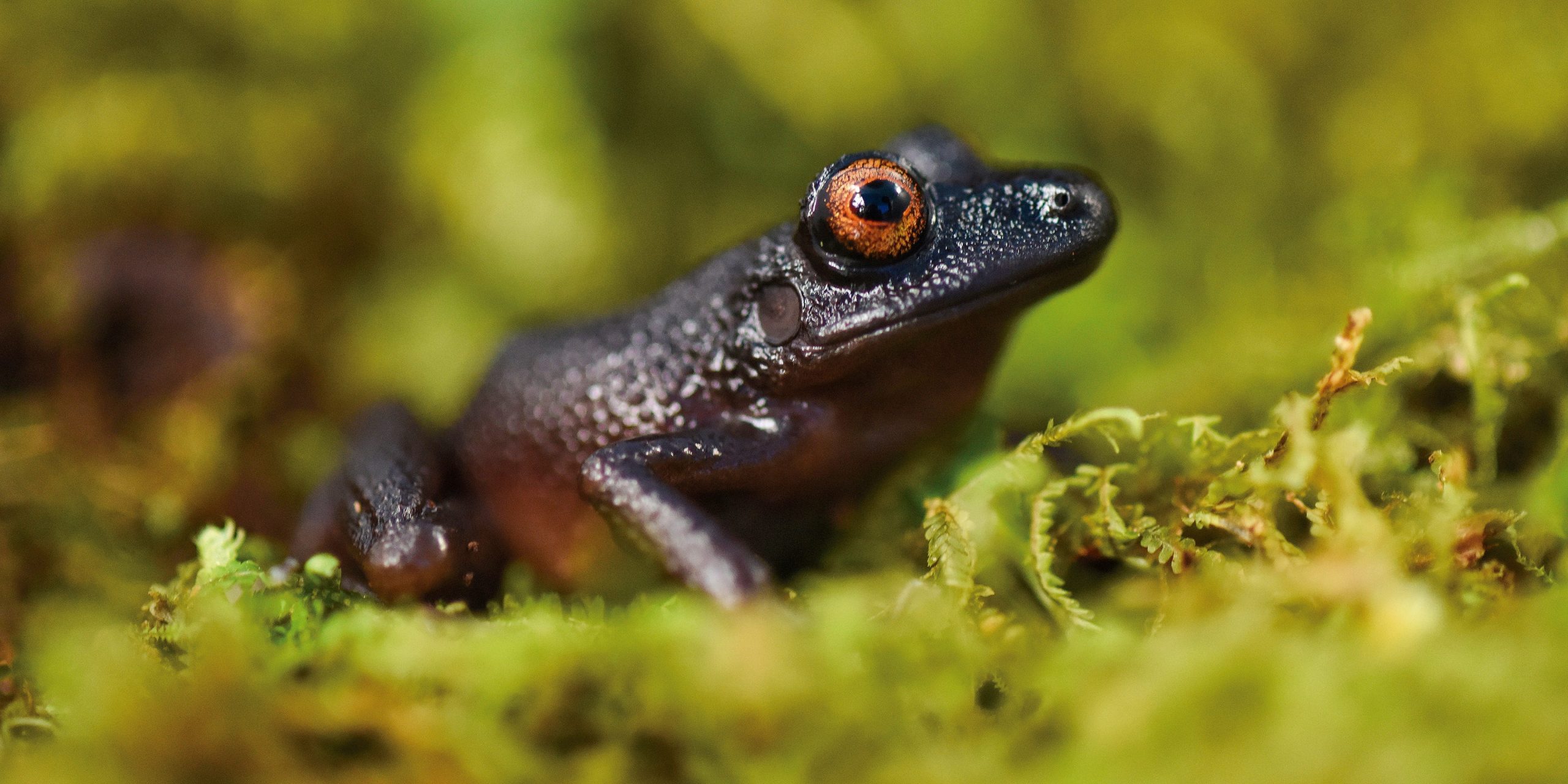 Frog, Bolivia