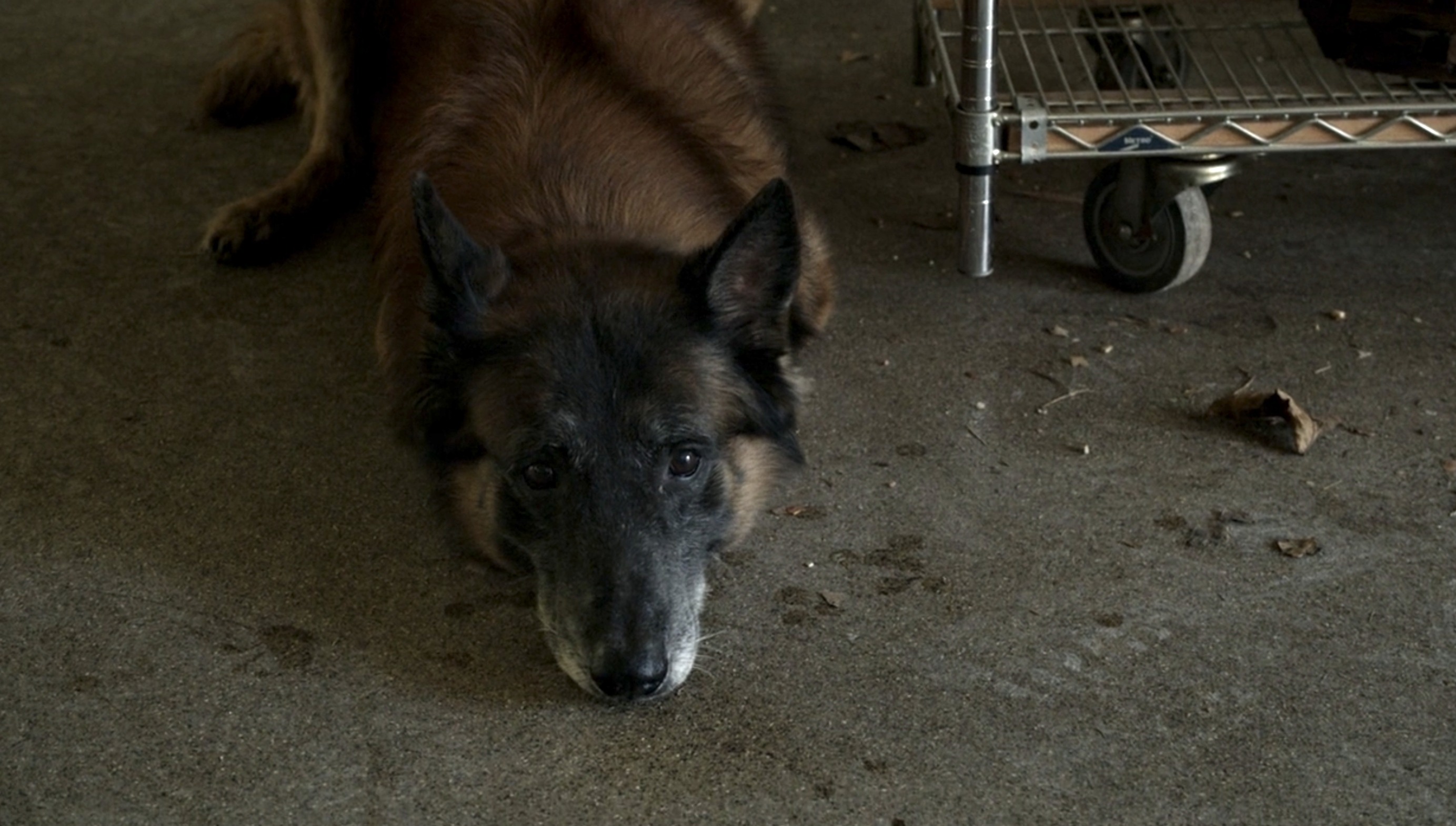 twd 1021 dog