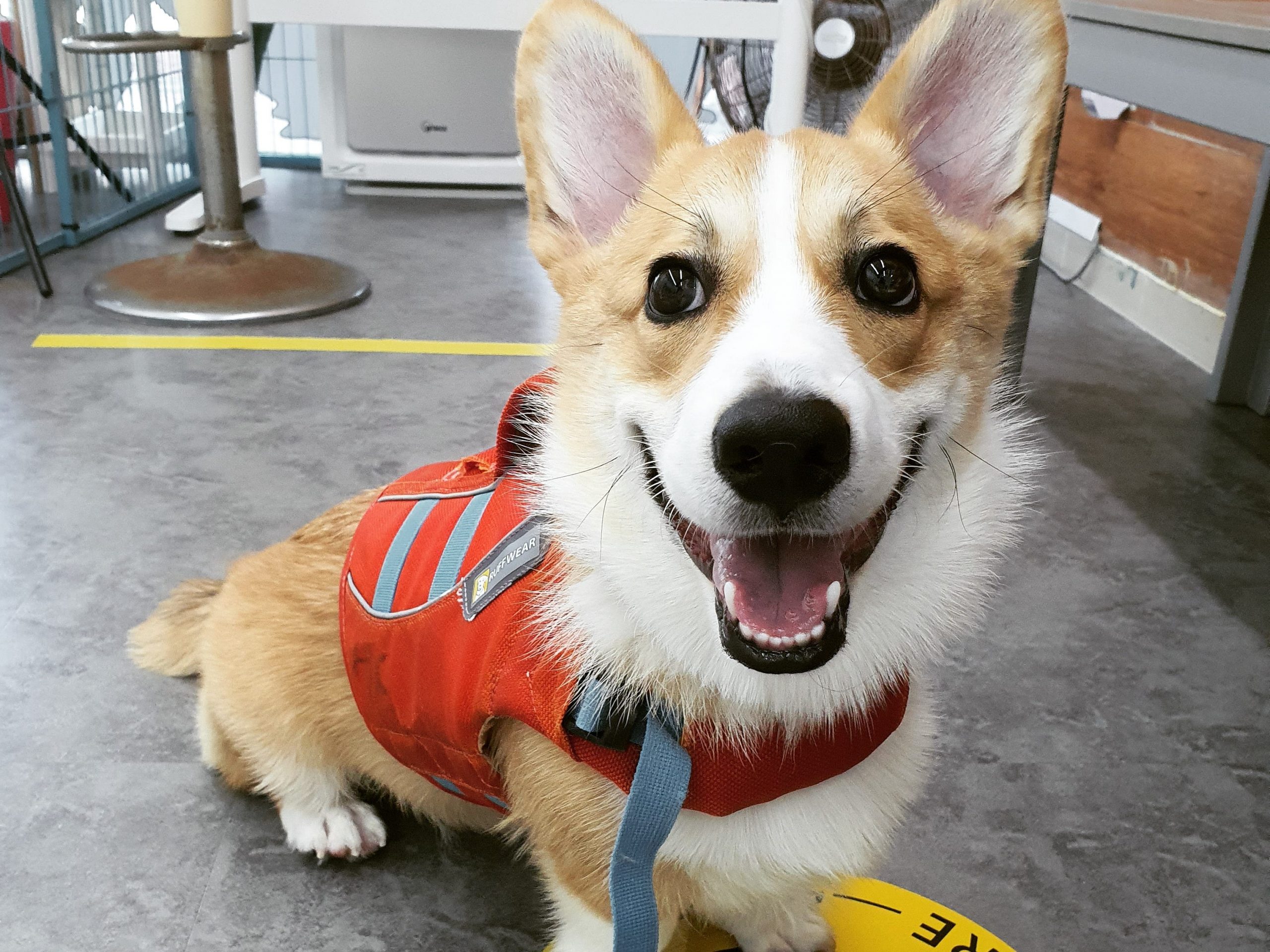 Kyubi preparing for Hydrocanine