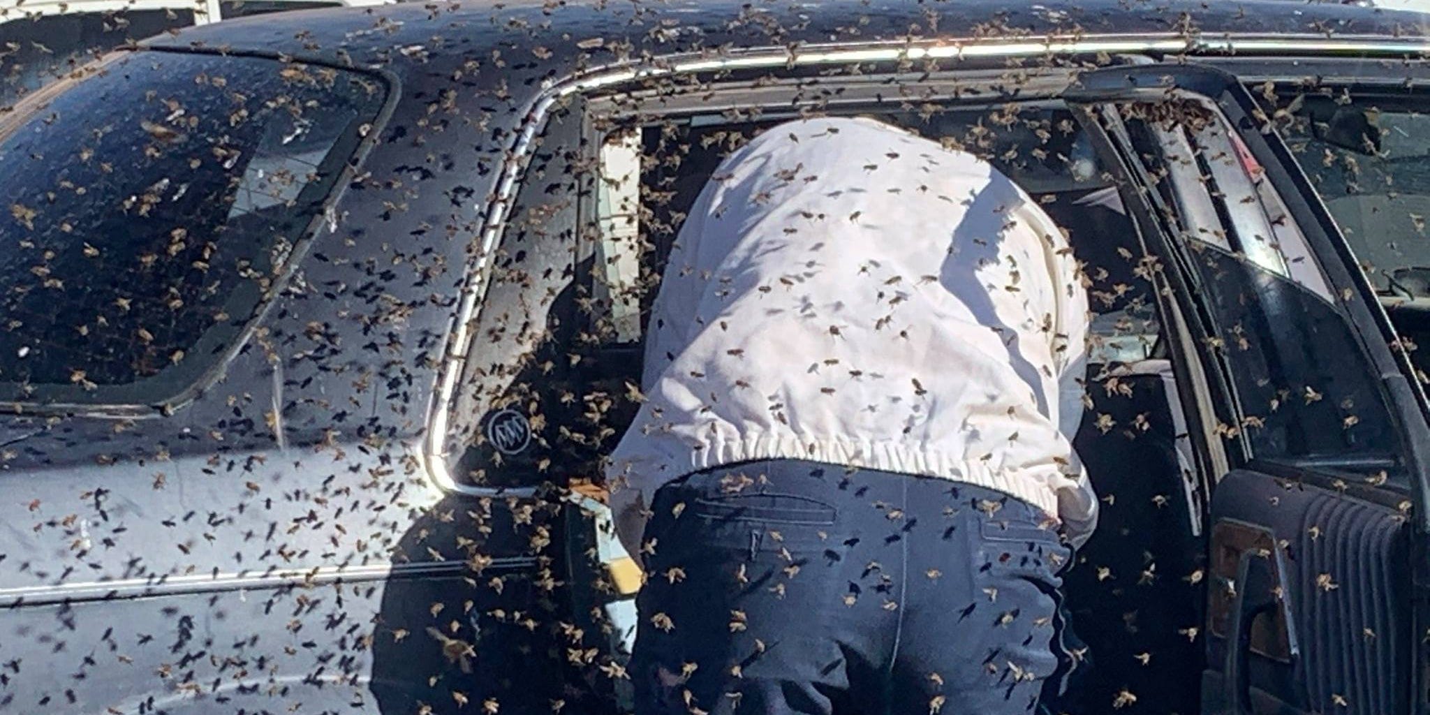 Beekeepers trying to remove bees from a car in New Mexico