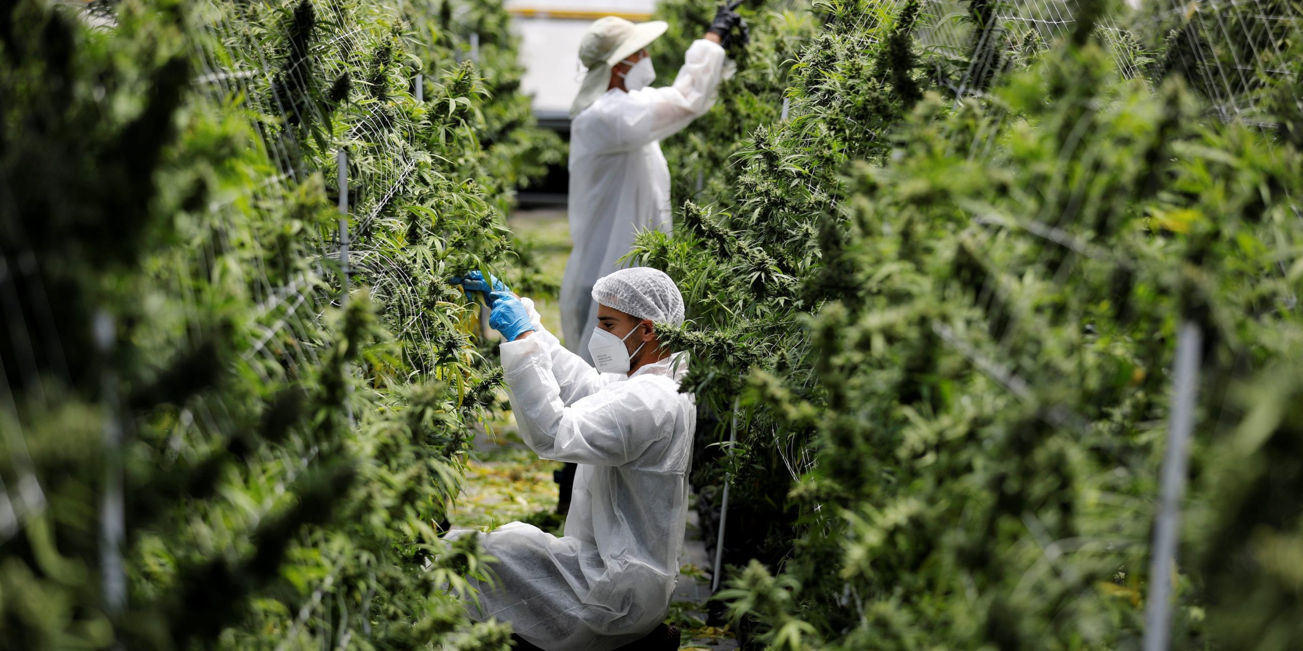 marijuana cannabis