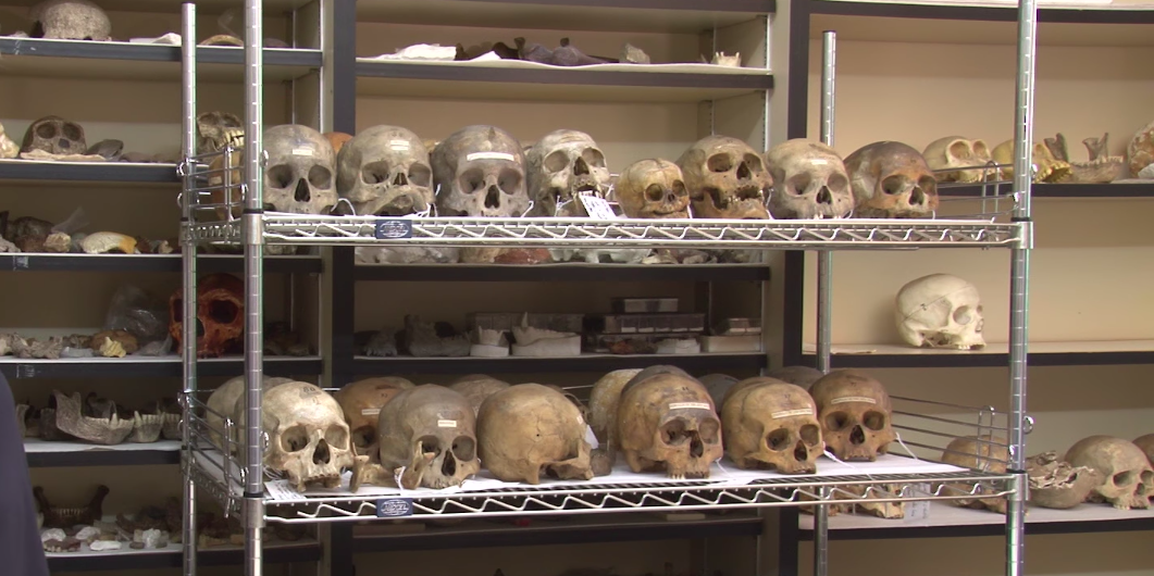 Skulls Penn Museum