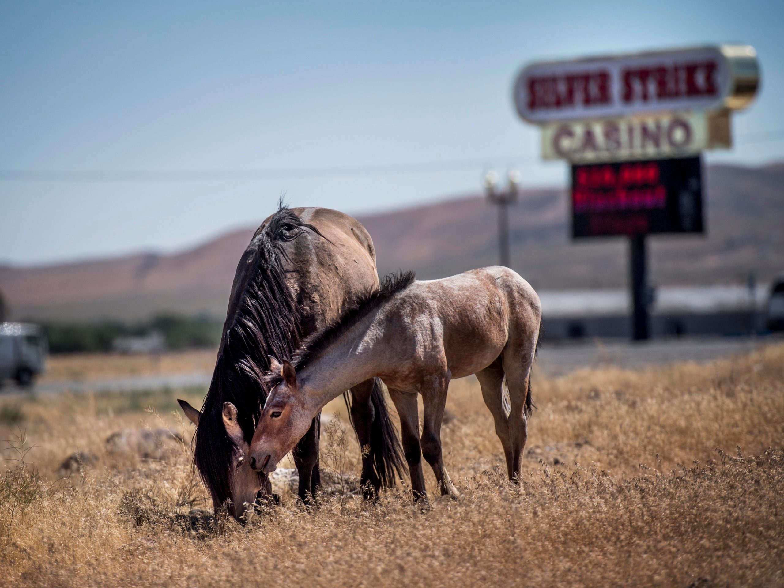 wild horses nevada