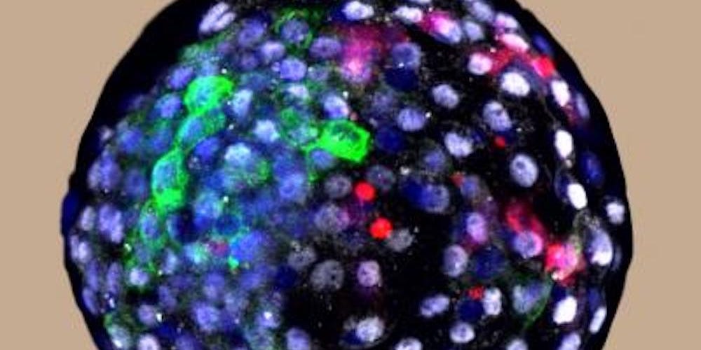 A chimera human-monkey blastocyst.