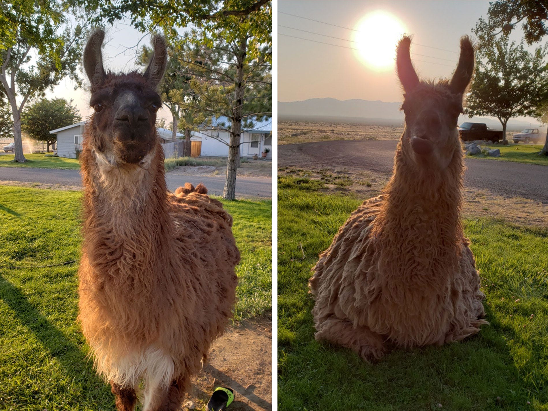 Llama diptych v2 - Empire, Nevada