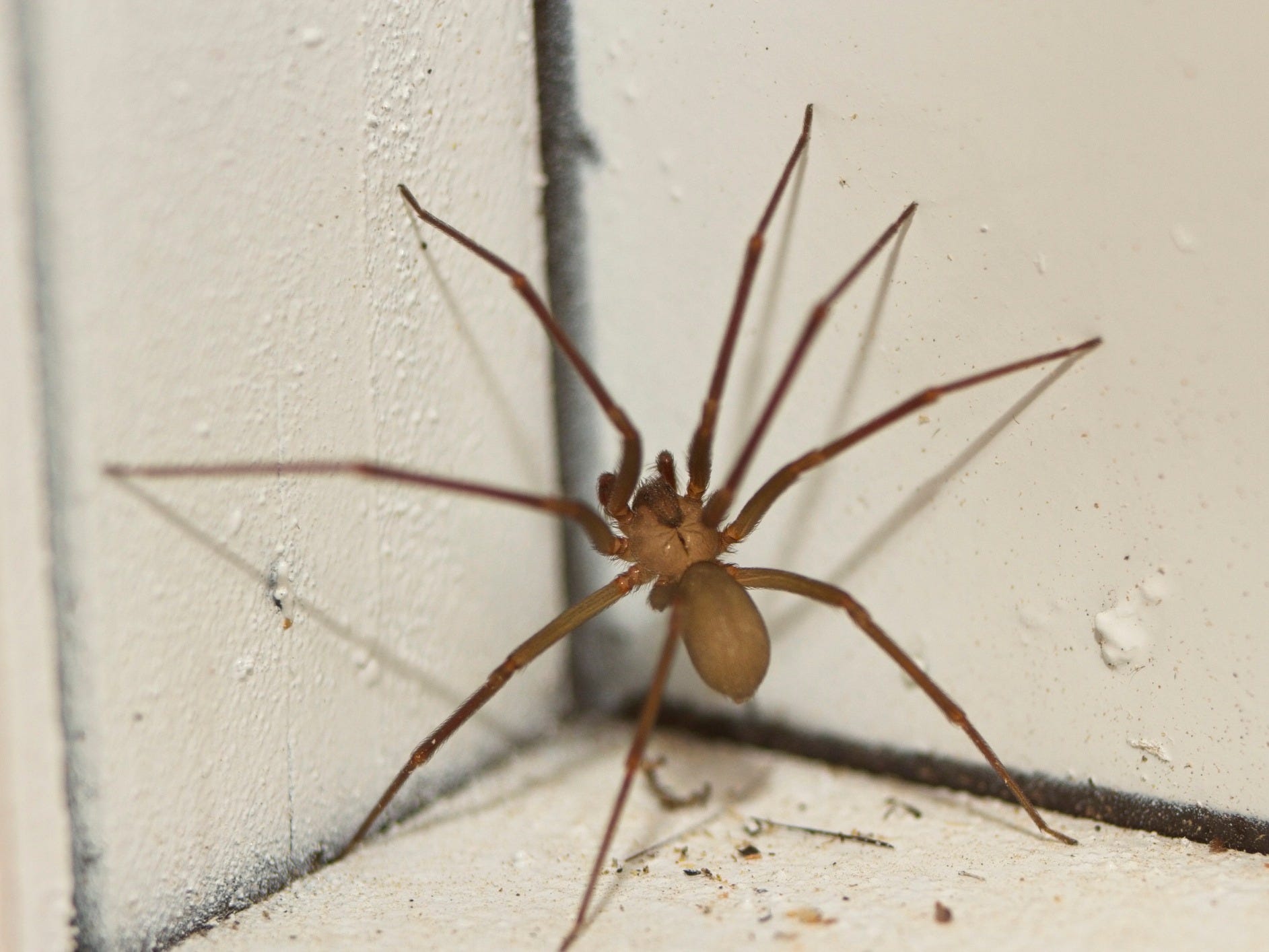 brown recluse spider