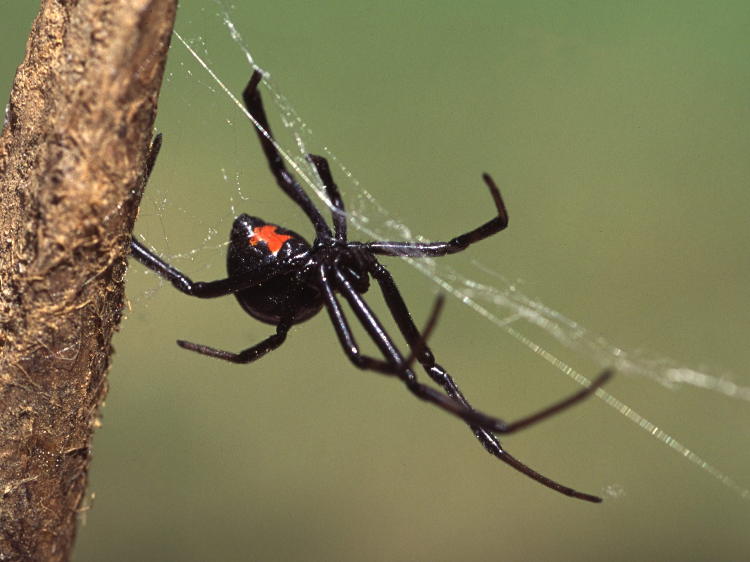 black widow spider