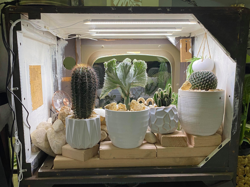 cactus succulent TV terrarium