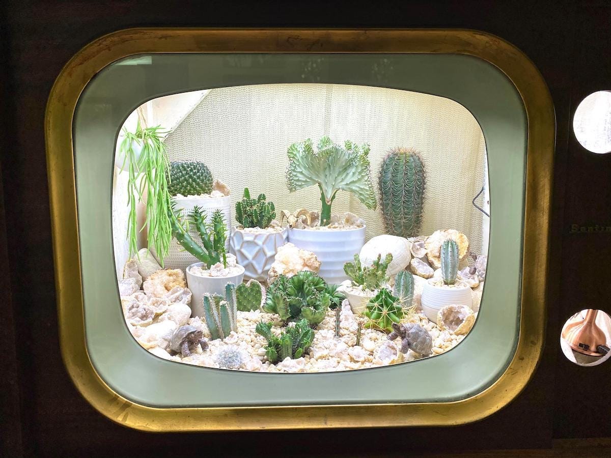 cactus succulent TV terrarium