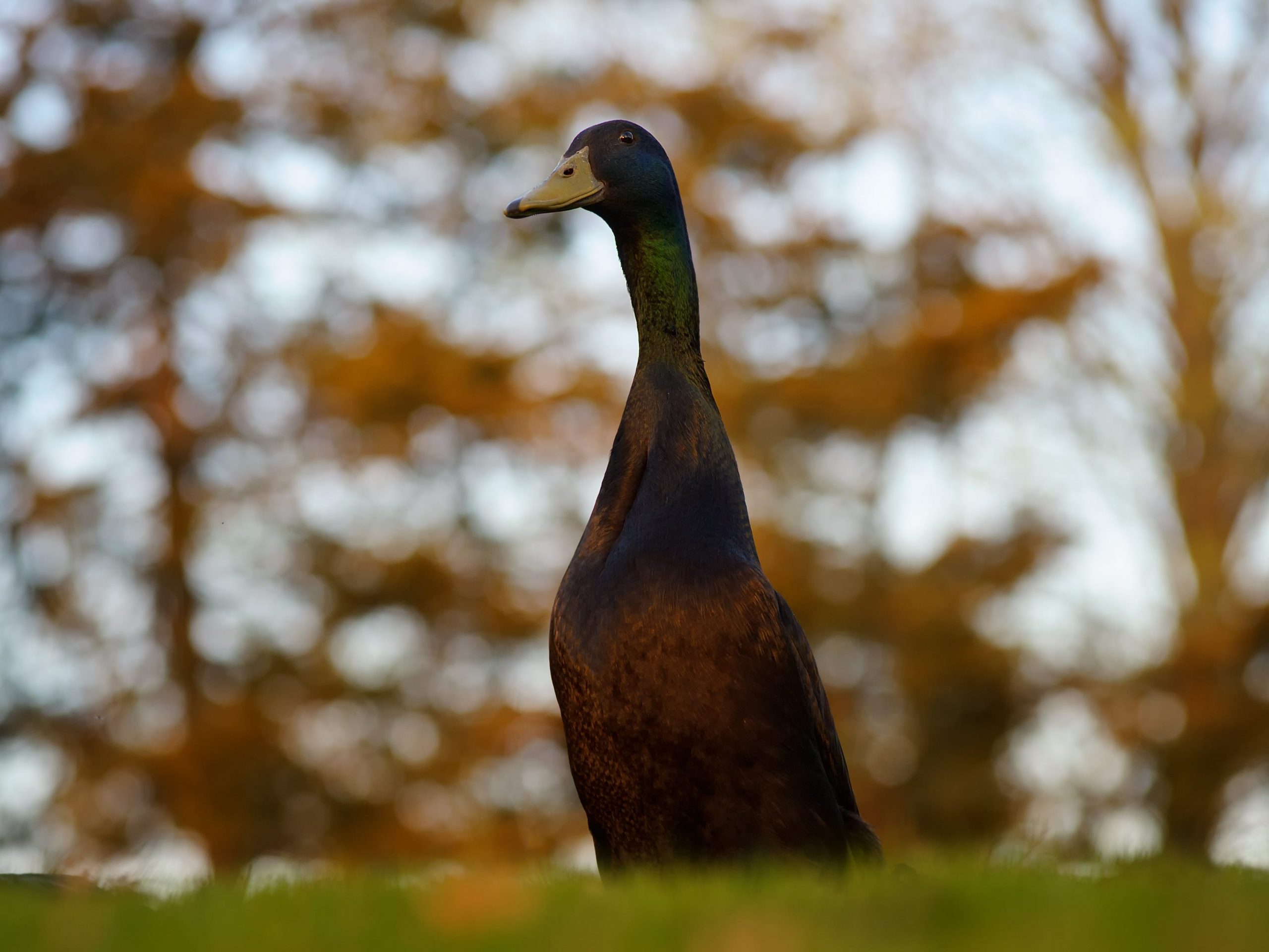 indian runner duck