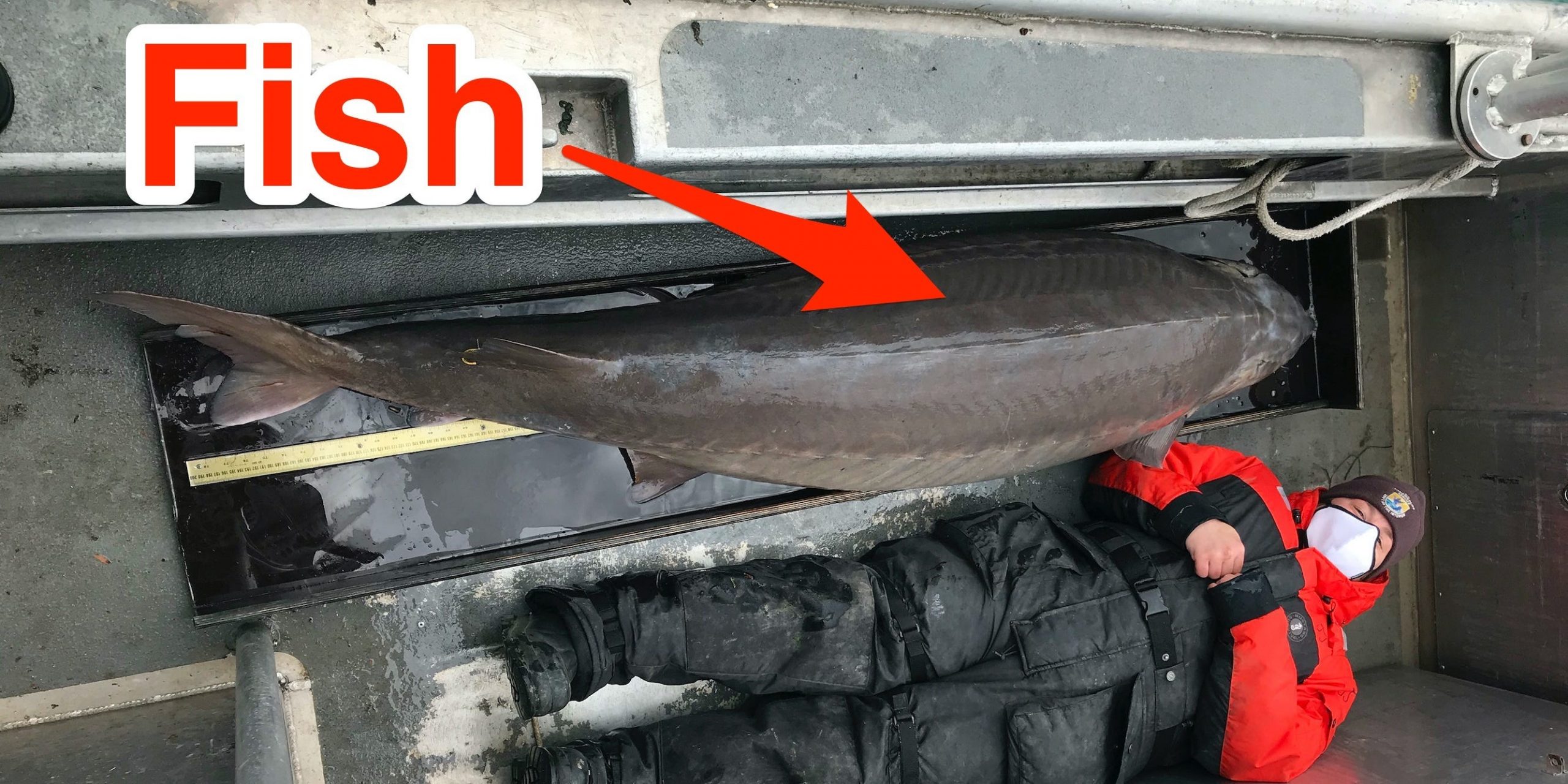 Fish Skitch