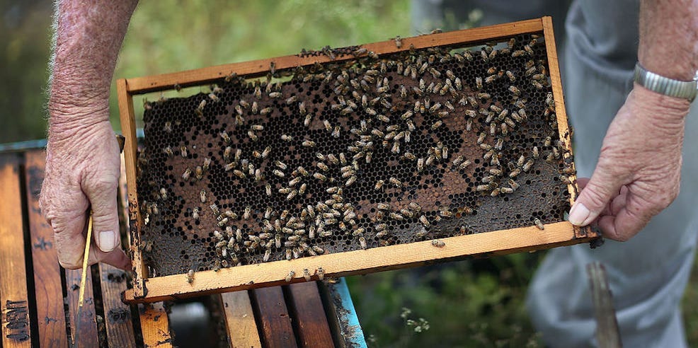 bees hive