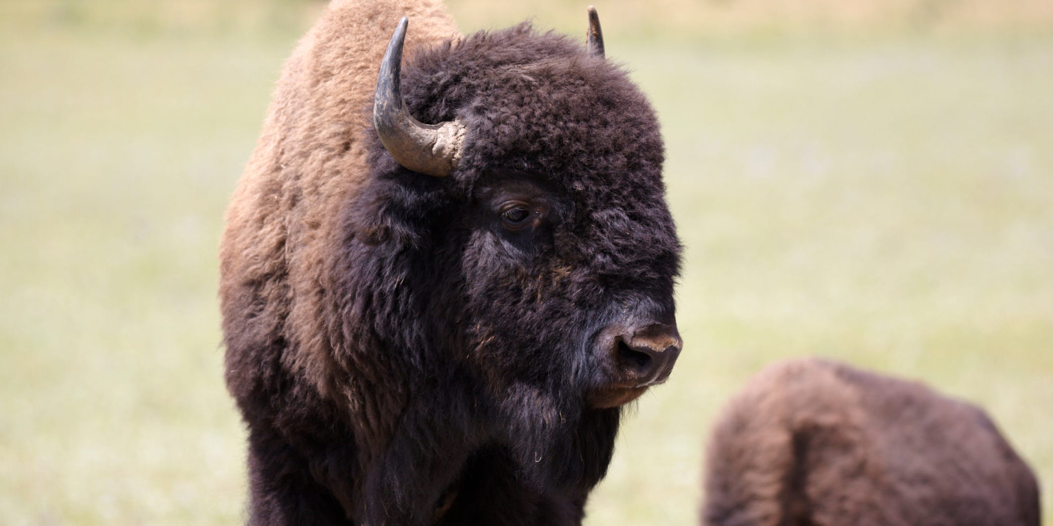 Wild Bison on Kaibab Plateau on the Grand Canyon's North Rim.