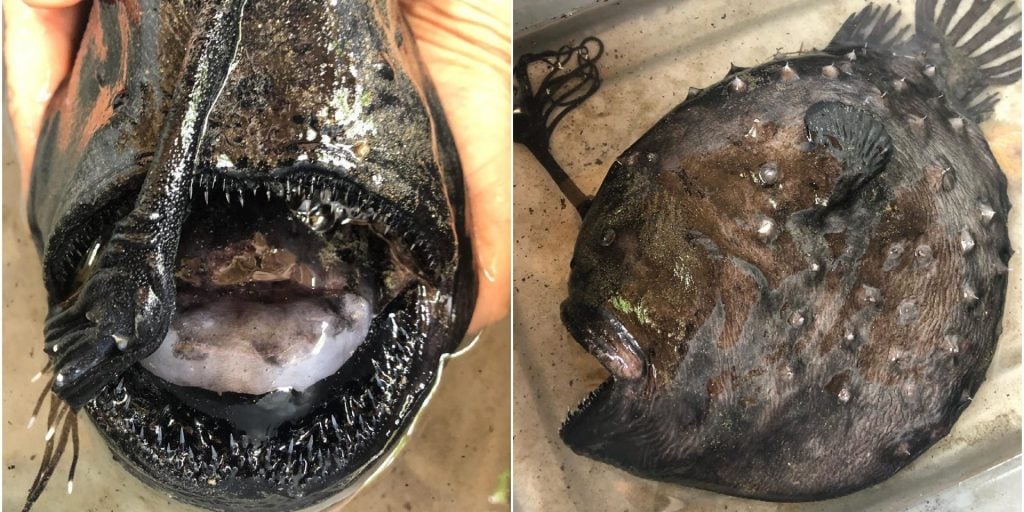 A Rare - And Creepy - Deep-sea Fish Washed Ashore On A California Beach