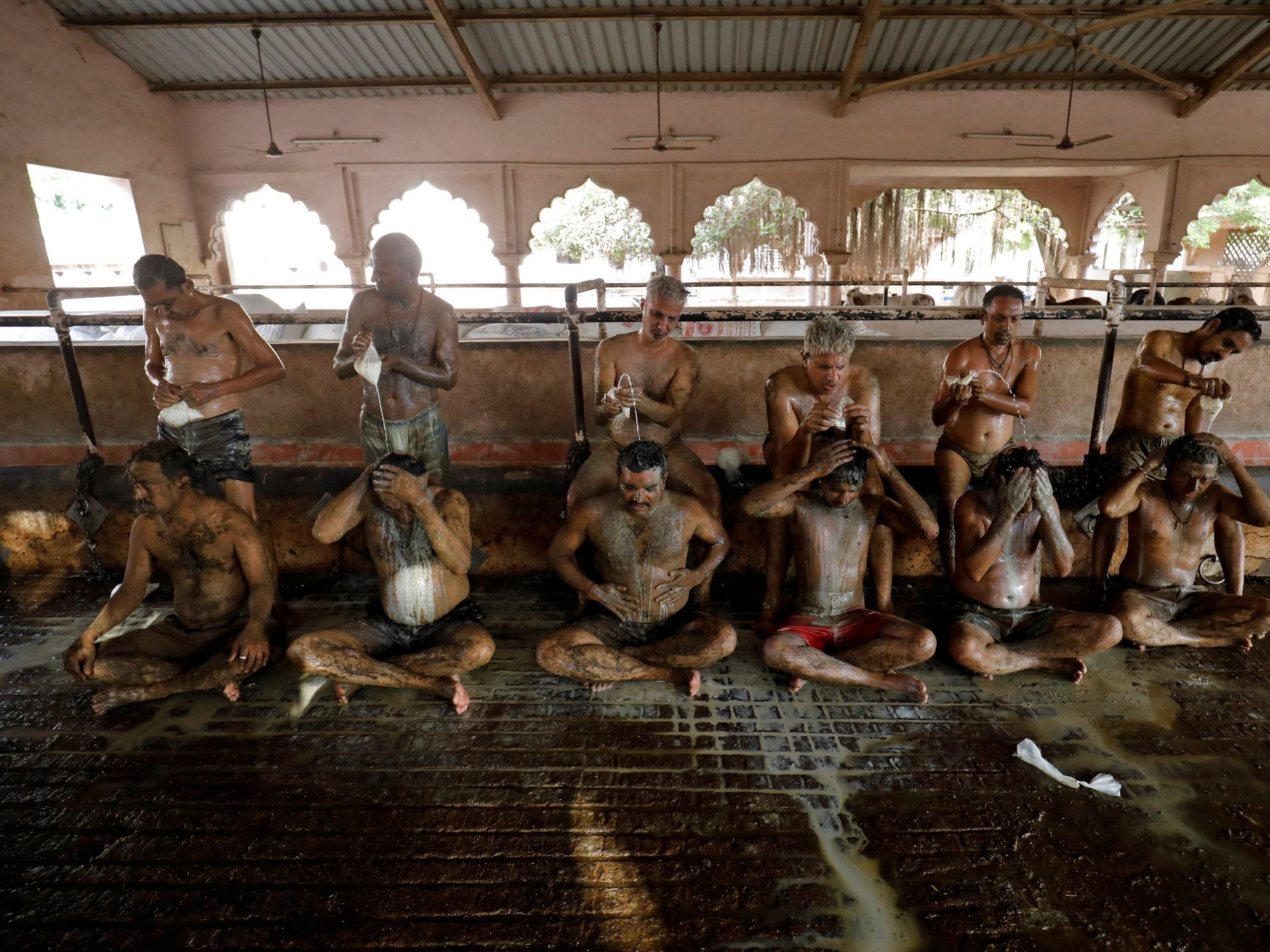 People bathe in cow milk to remove cow dung in INdia