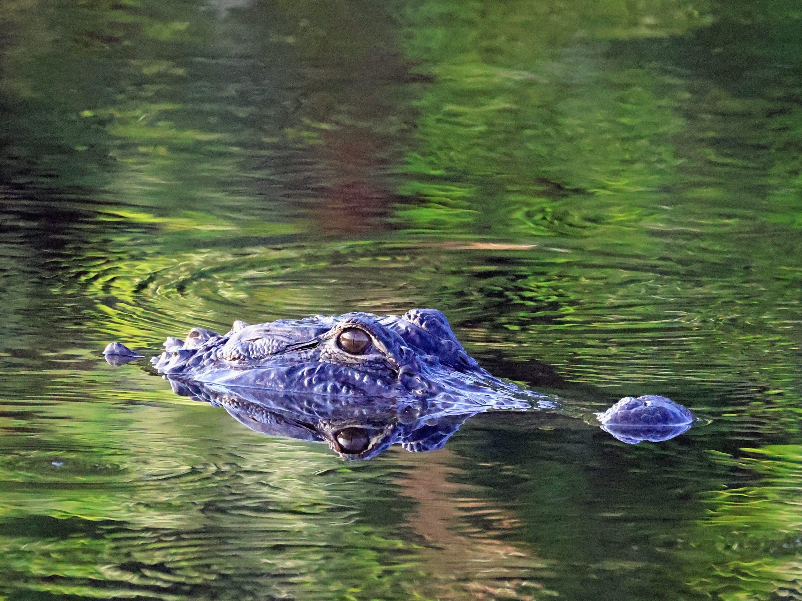 Alligator in Florida