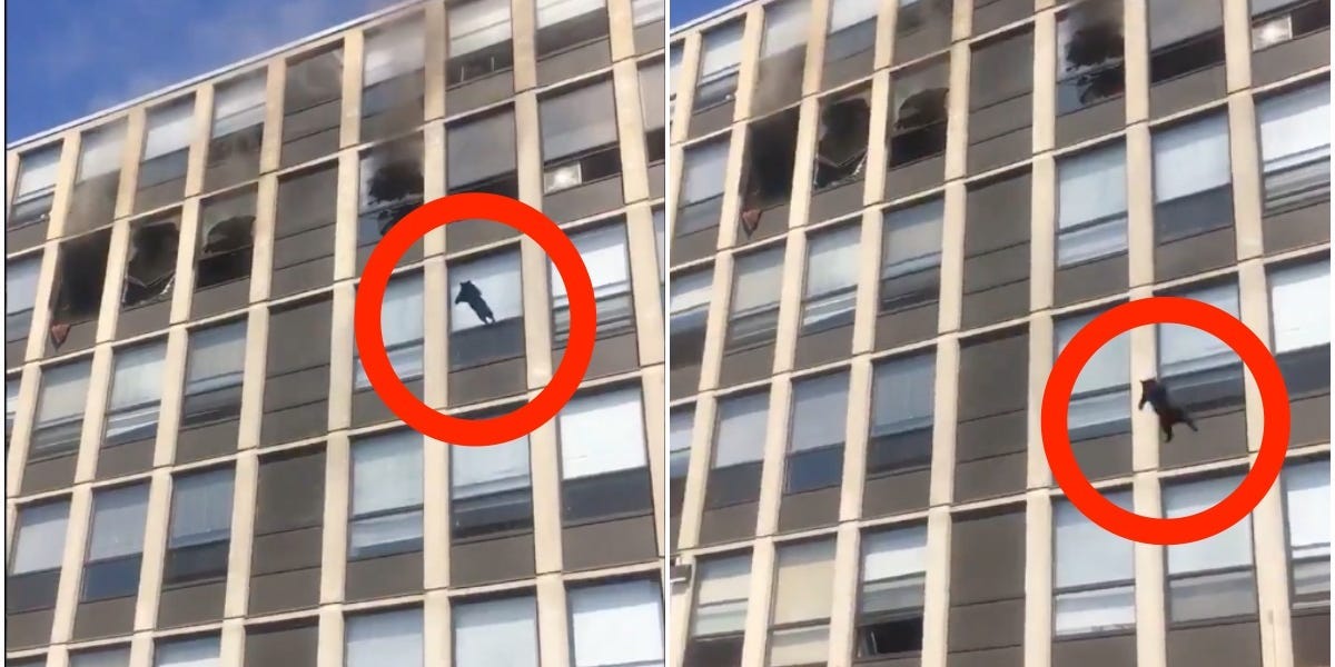 Video Shows Moment A Lucky Black Cat Jumps From The 5th Floor Window Of