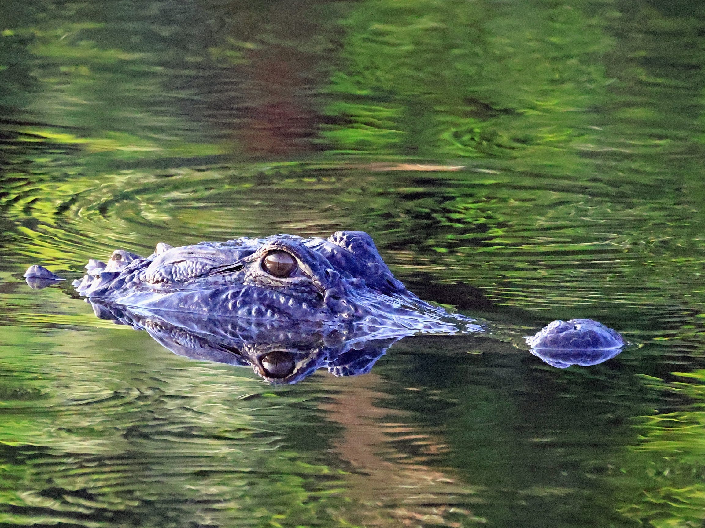 Alligator in Florida