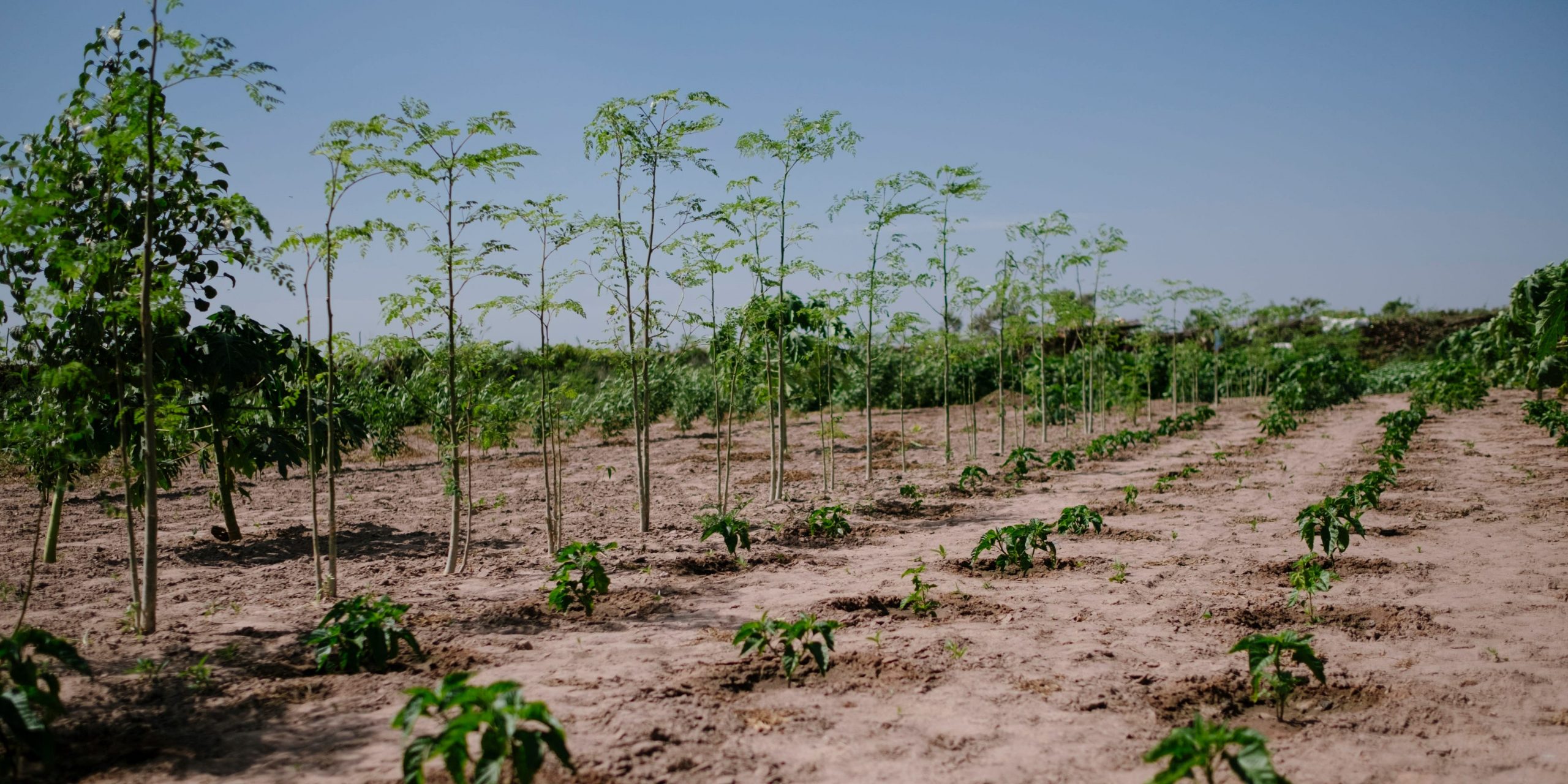 Ecosia trees in Senegal