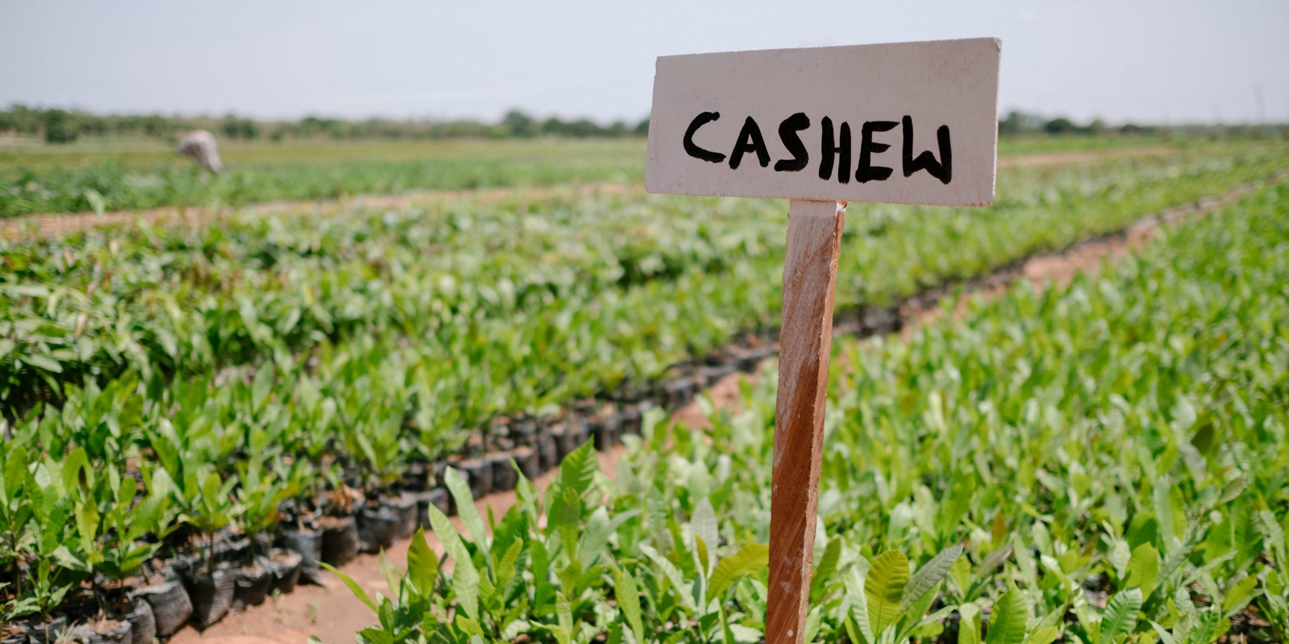 Ghana cashew trees Ecosia