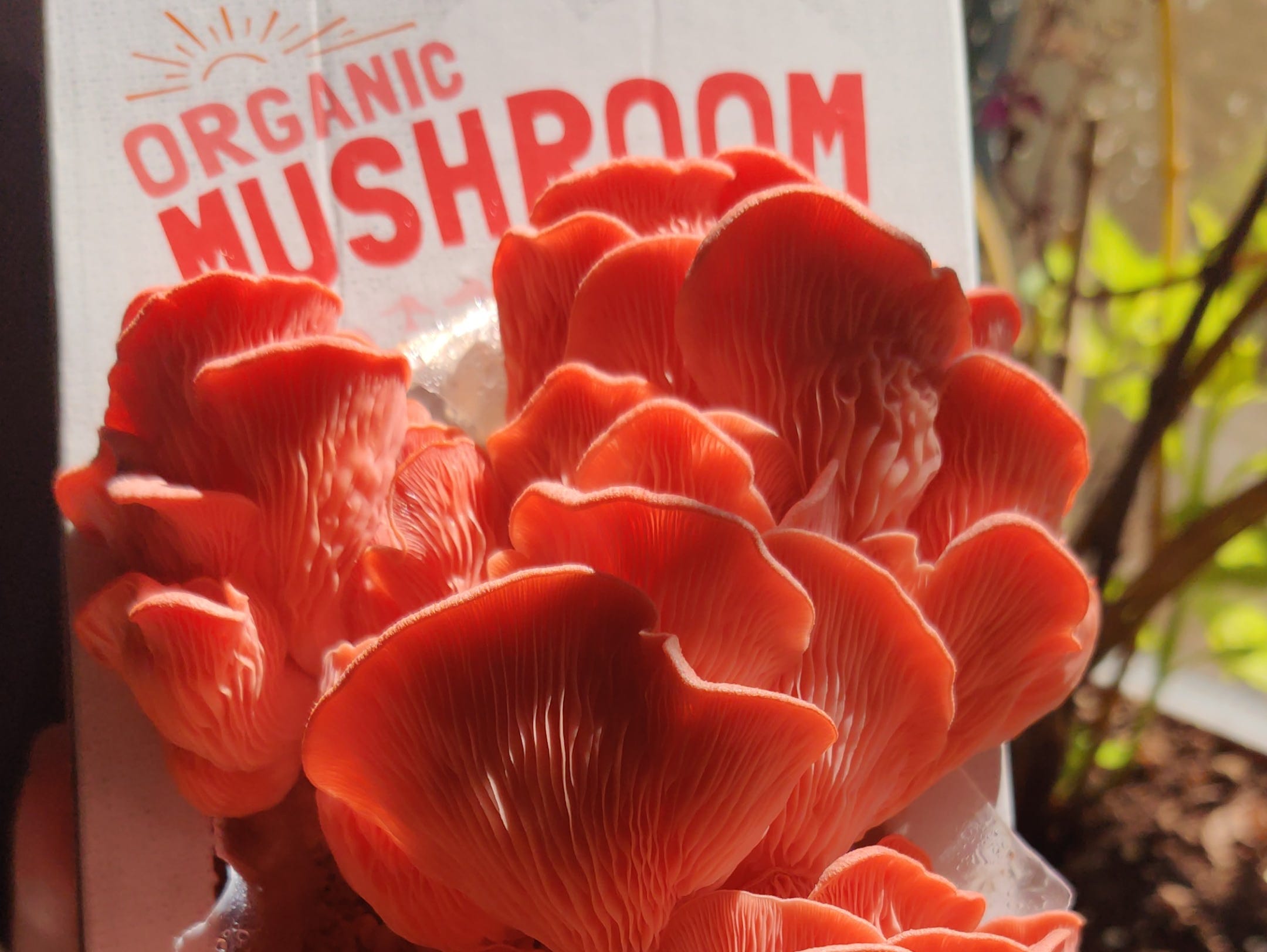 Organic Mushroom Growing Kit