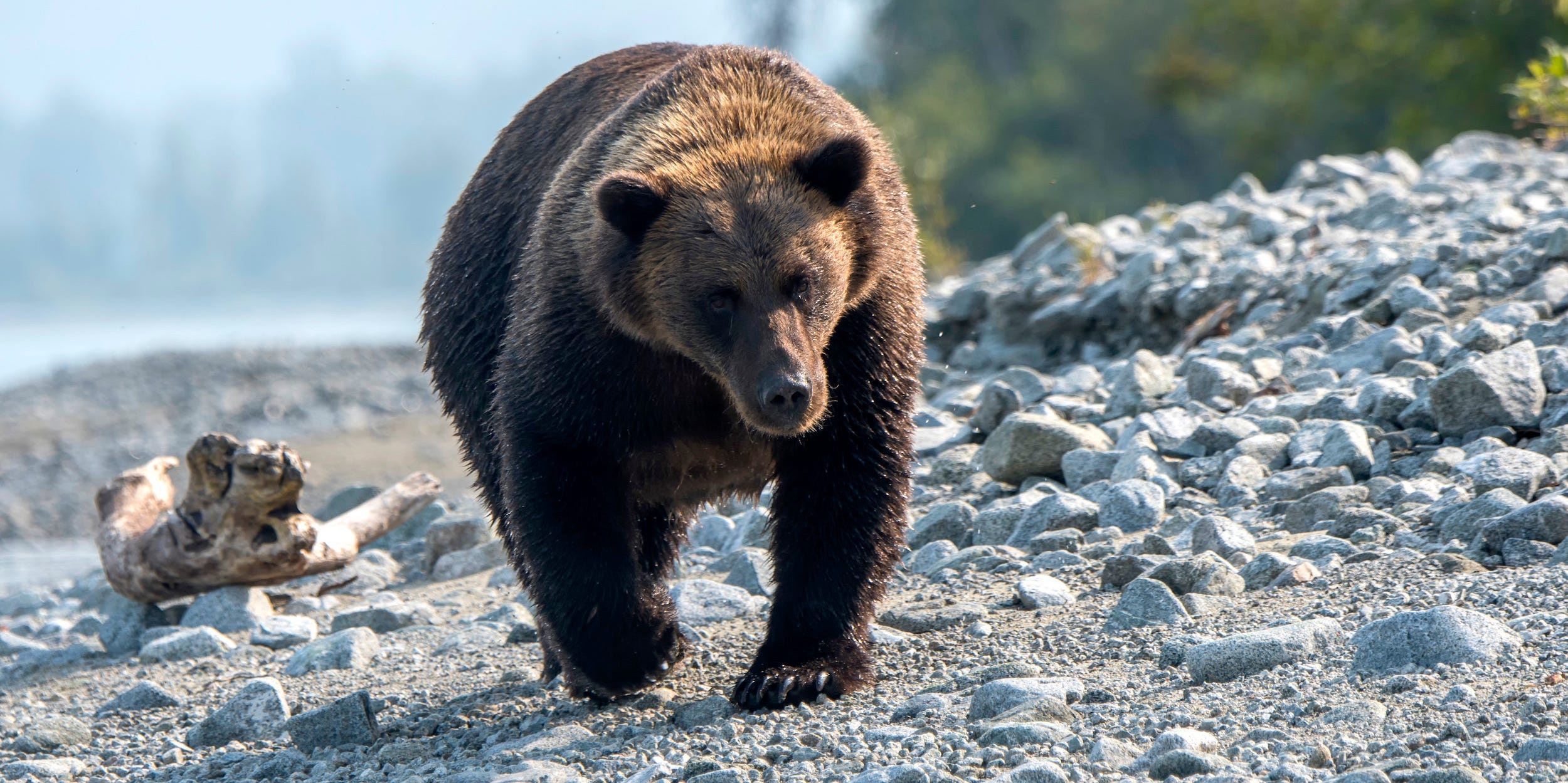 A Brown bear (Ursus arctos) is walking and looking for salmon on a beach along the shore of Lake Crescent in Lake Clark National Park and Preserve, Alaska, USA.