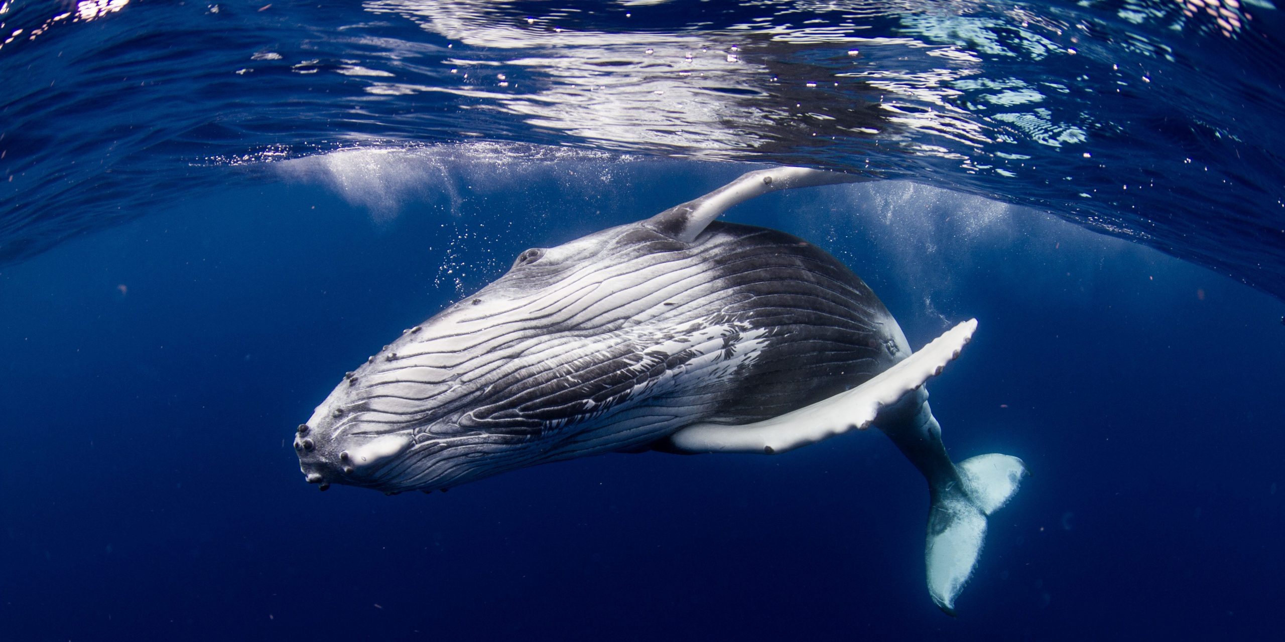 Humpback whale 50