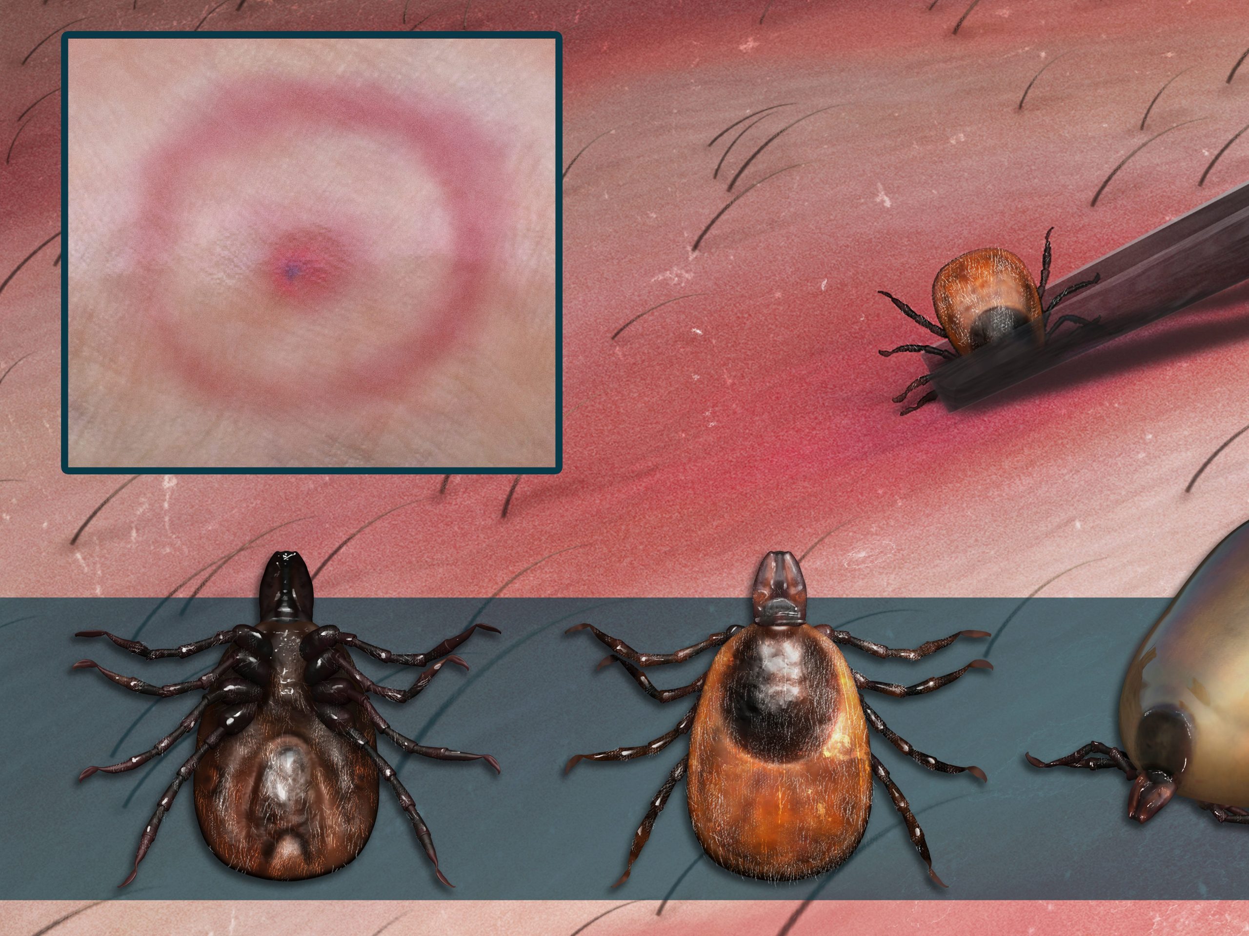 deer tick pictures identification