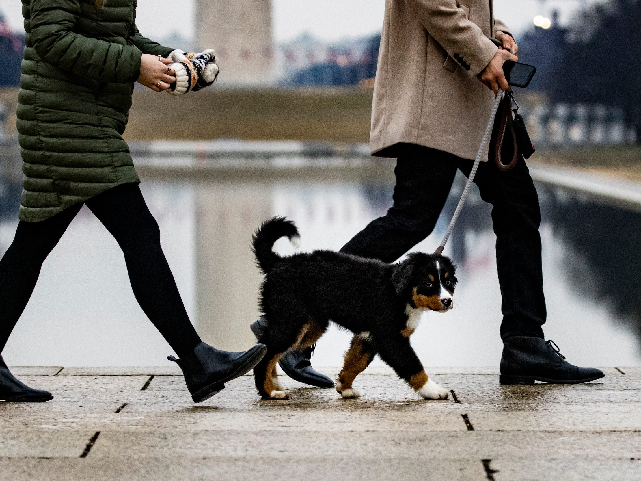 Puppy on a leash