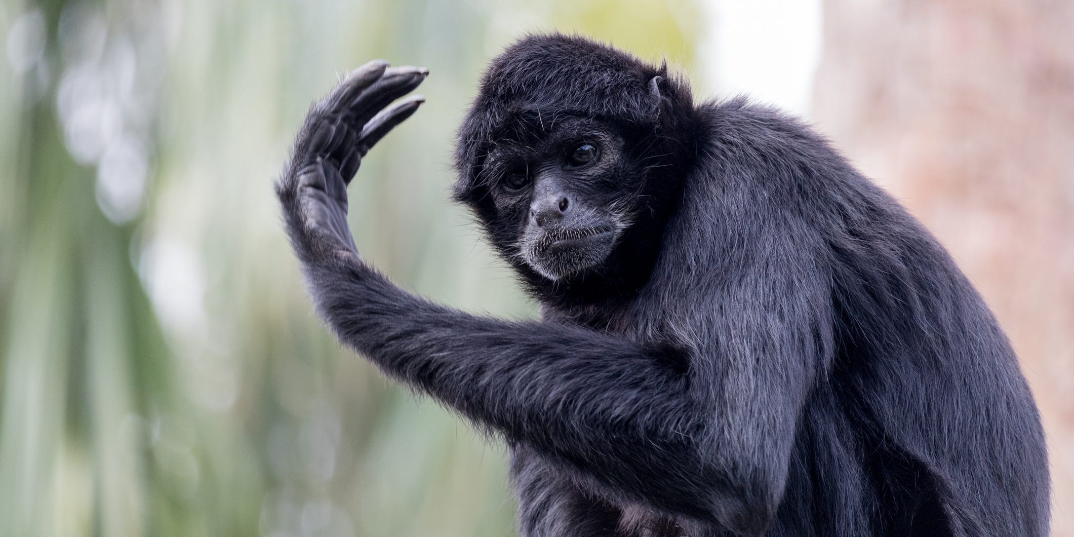 A spider monkey in Lisbon, Portugal.