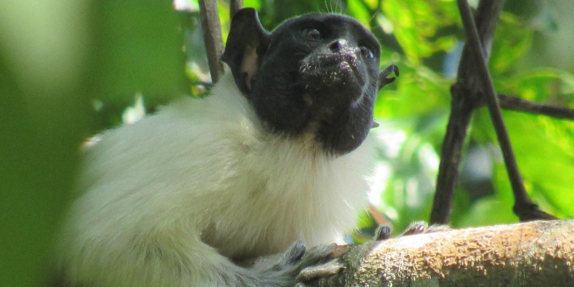 Pied tamarin (Saguinus bicolor)