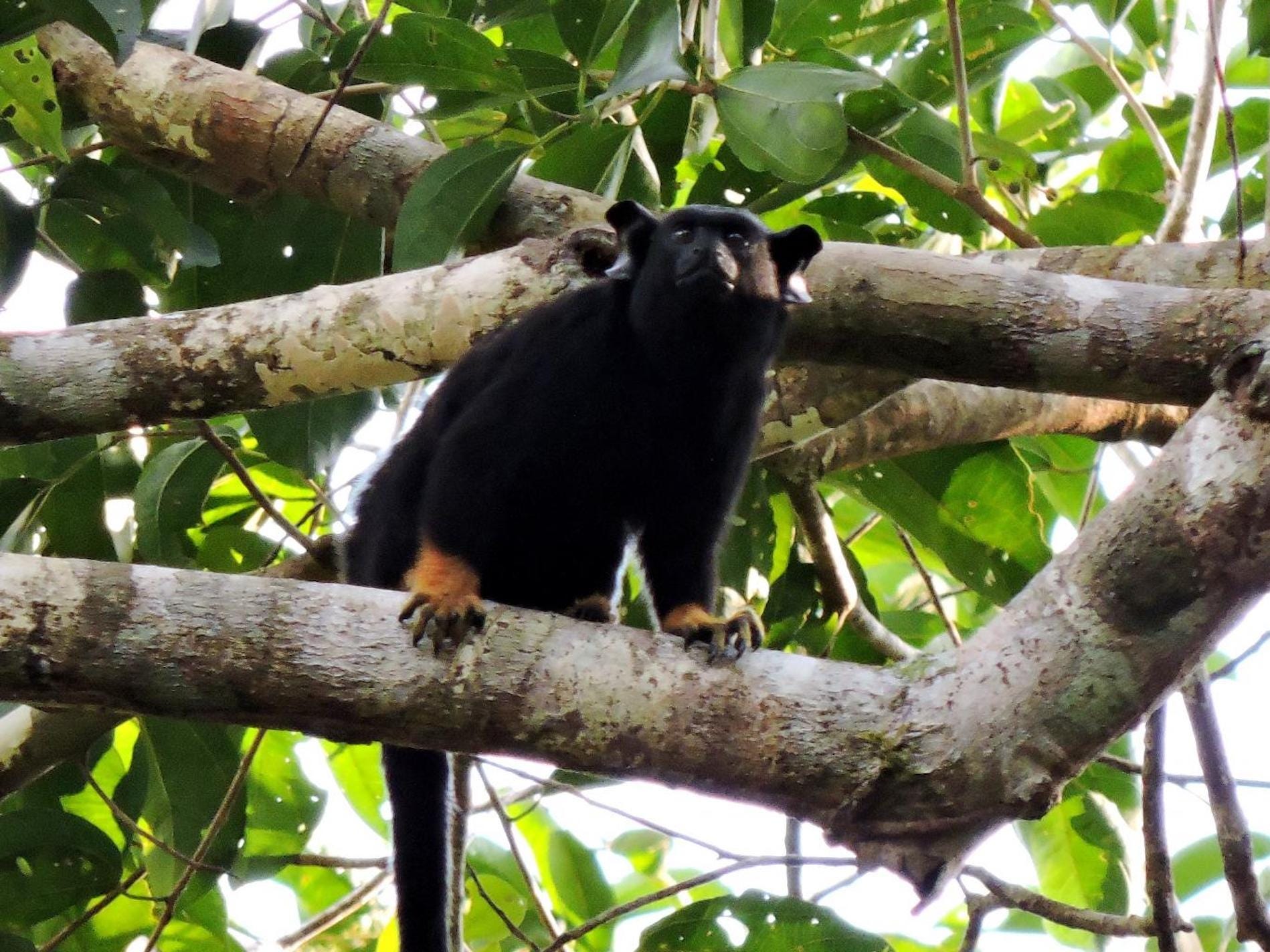 red-handed tamarin